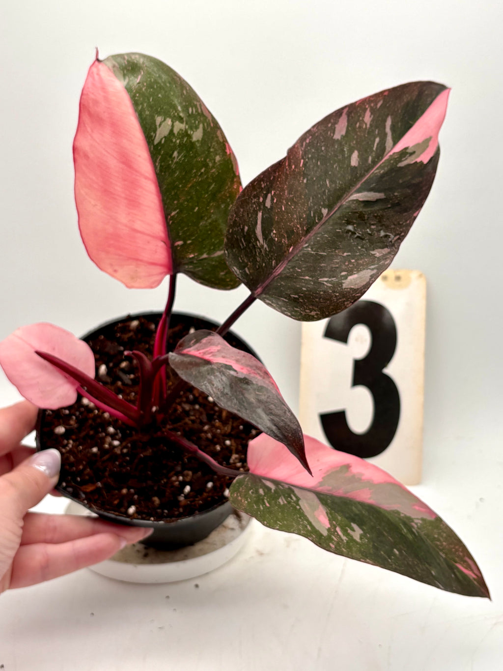 Philodendron Pink Princess Marble