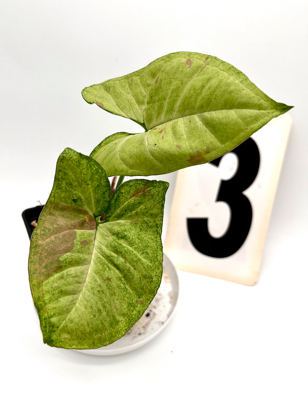 Syngonium Confetti Tricolor