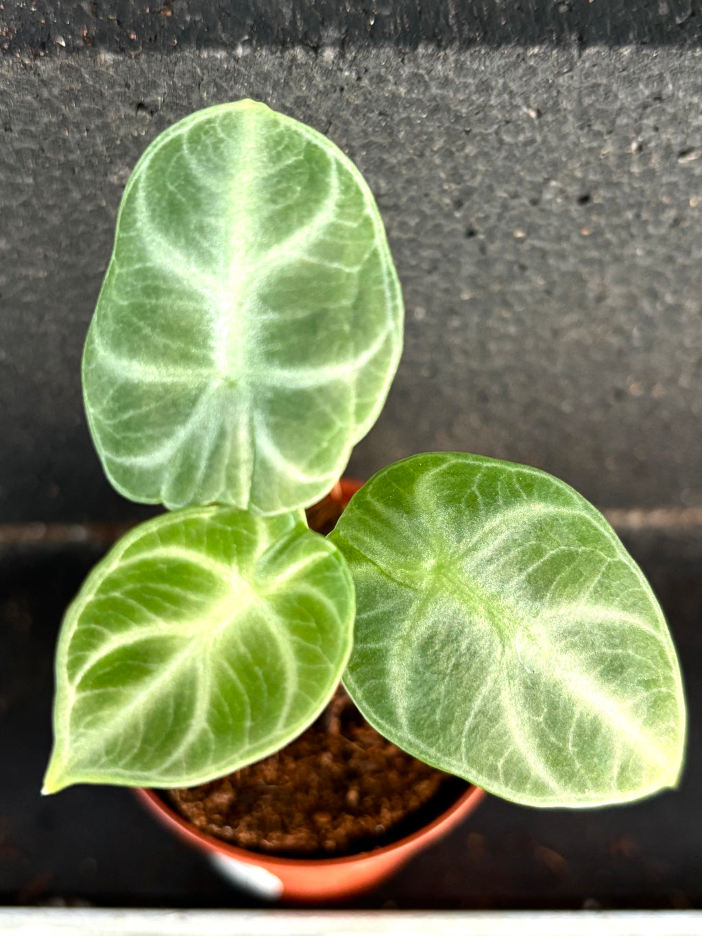 Alocasia Ninja
