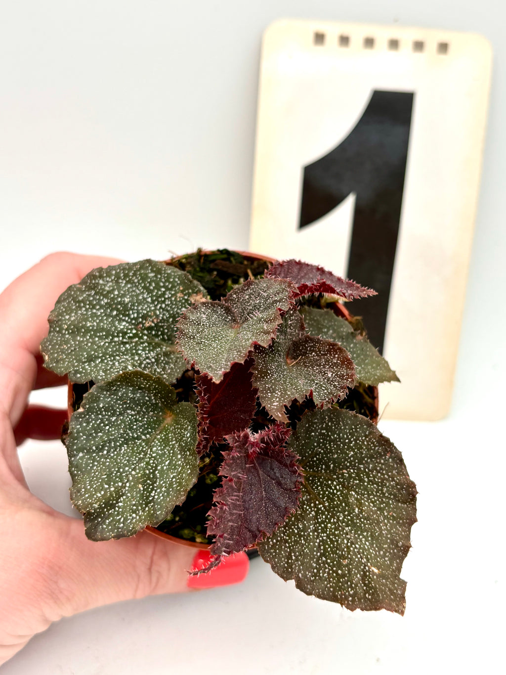 Begonia Taconite von Exotic-Flowers mit grünen Blättern und roten Blüten, auf einem Gartenbeet fotografiert