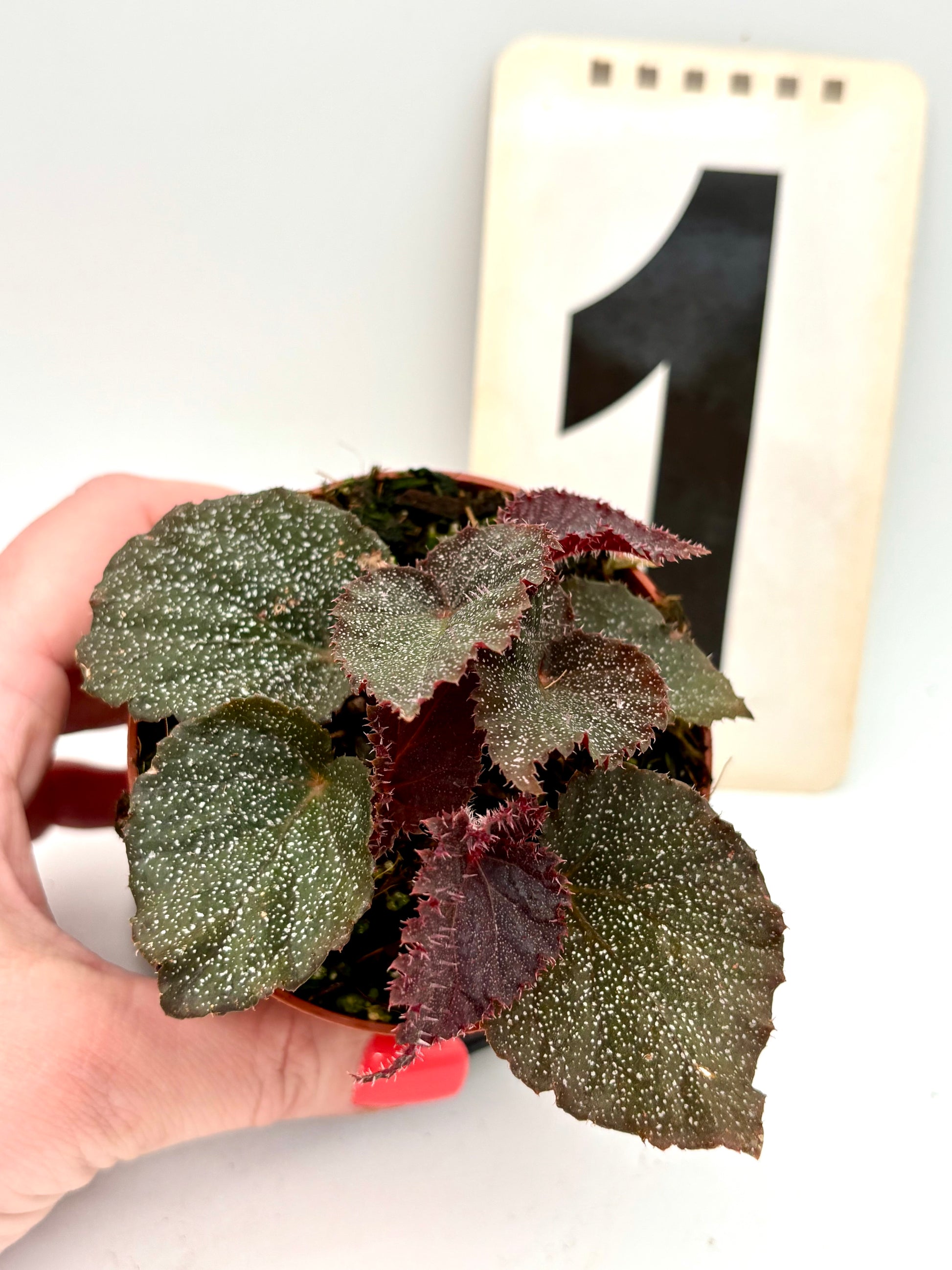 Begonia Taconite von Exotic-Flowers mit grünen Blättern und roten Blüten, auf einem Gartenbeet fotografiert