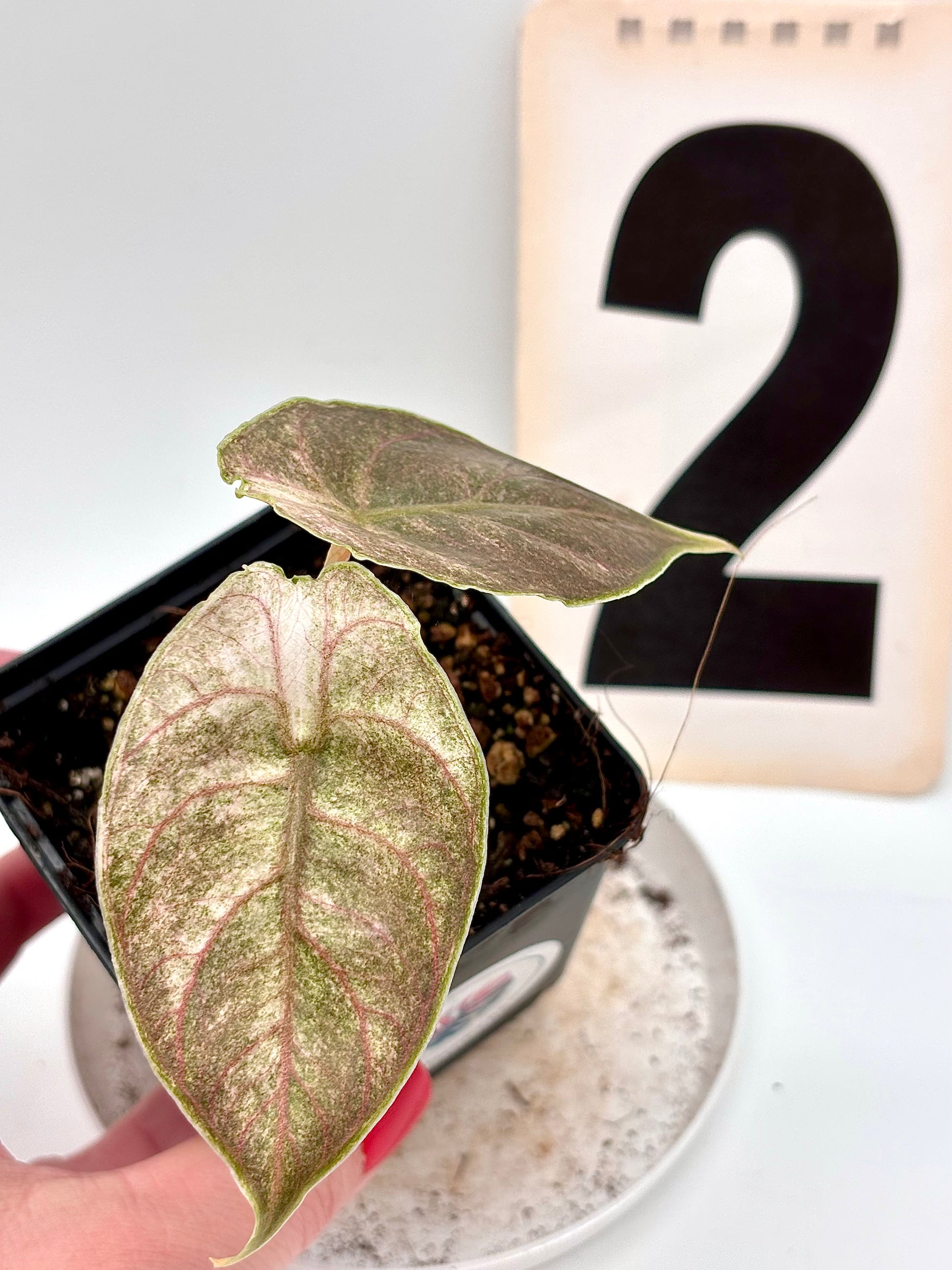 Alocasia Azlanii Variegata