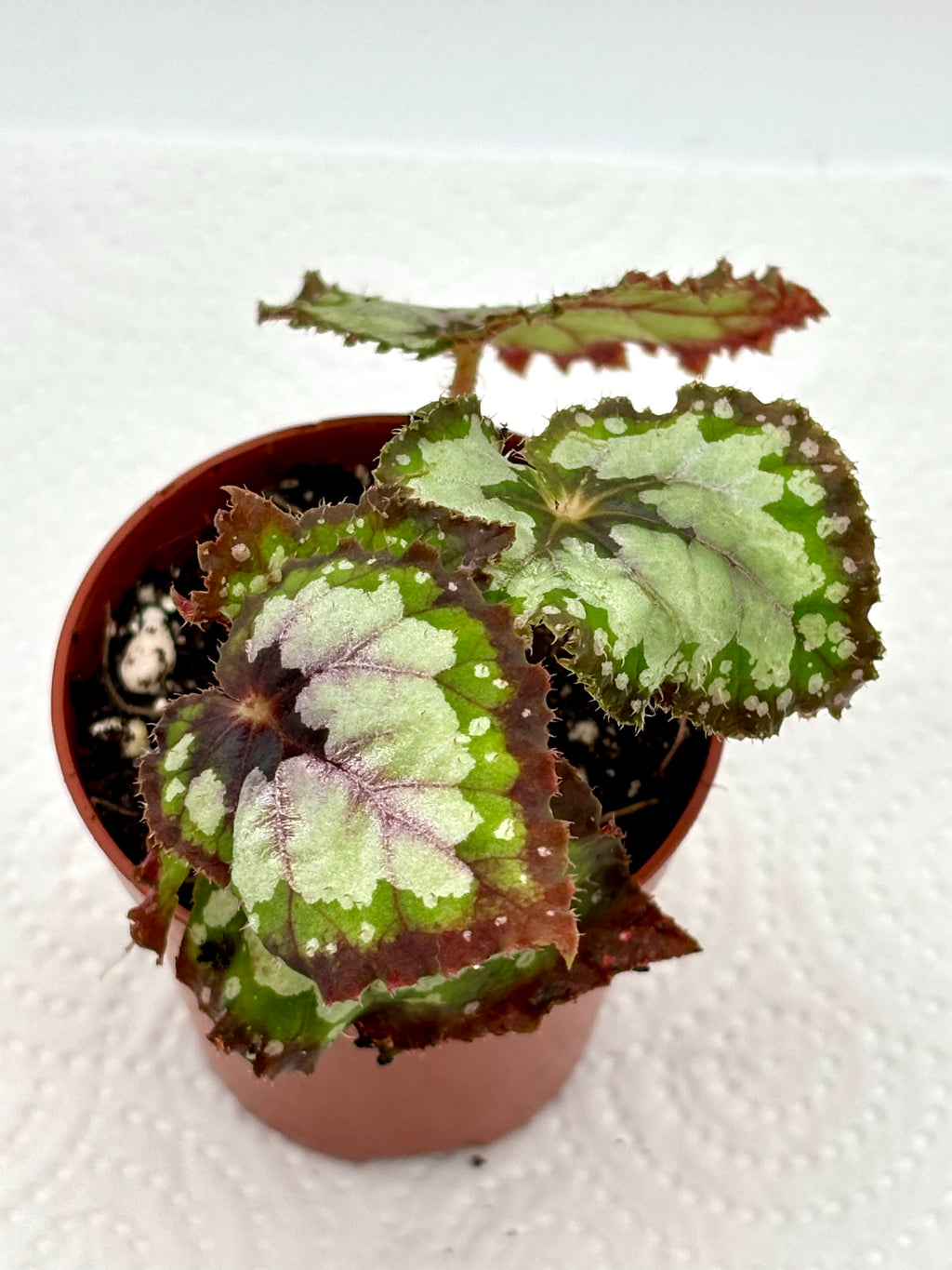Begonia Dolce Vita