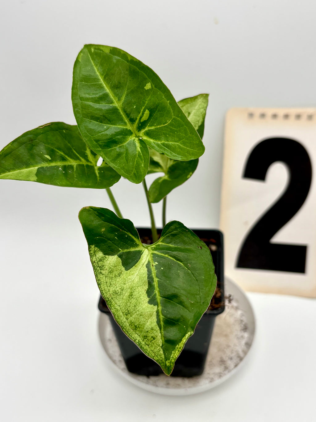 Syngonium Panda