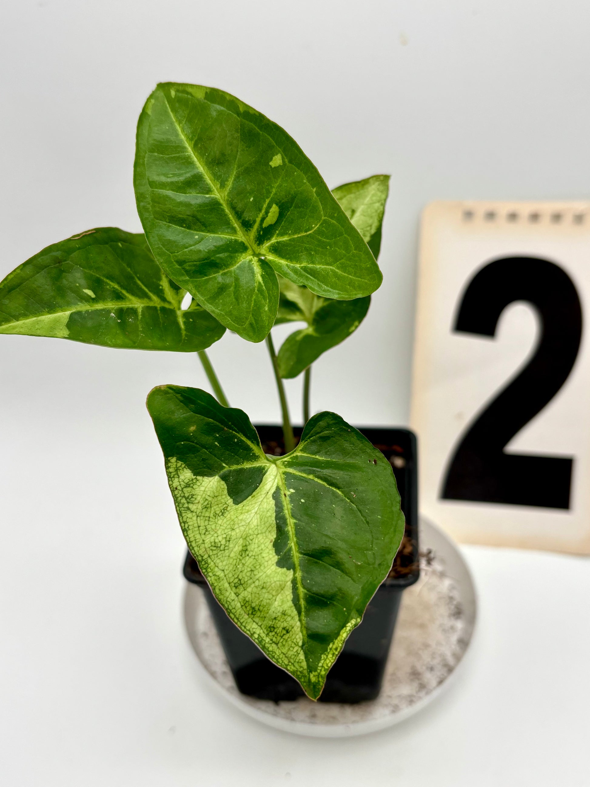 Syngonium Panda