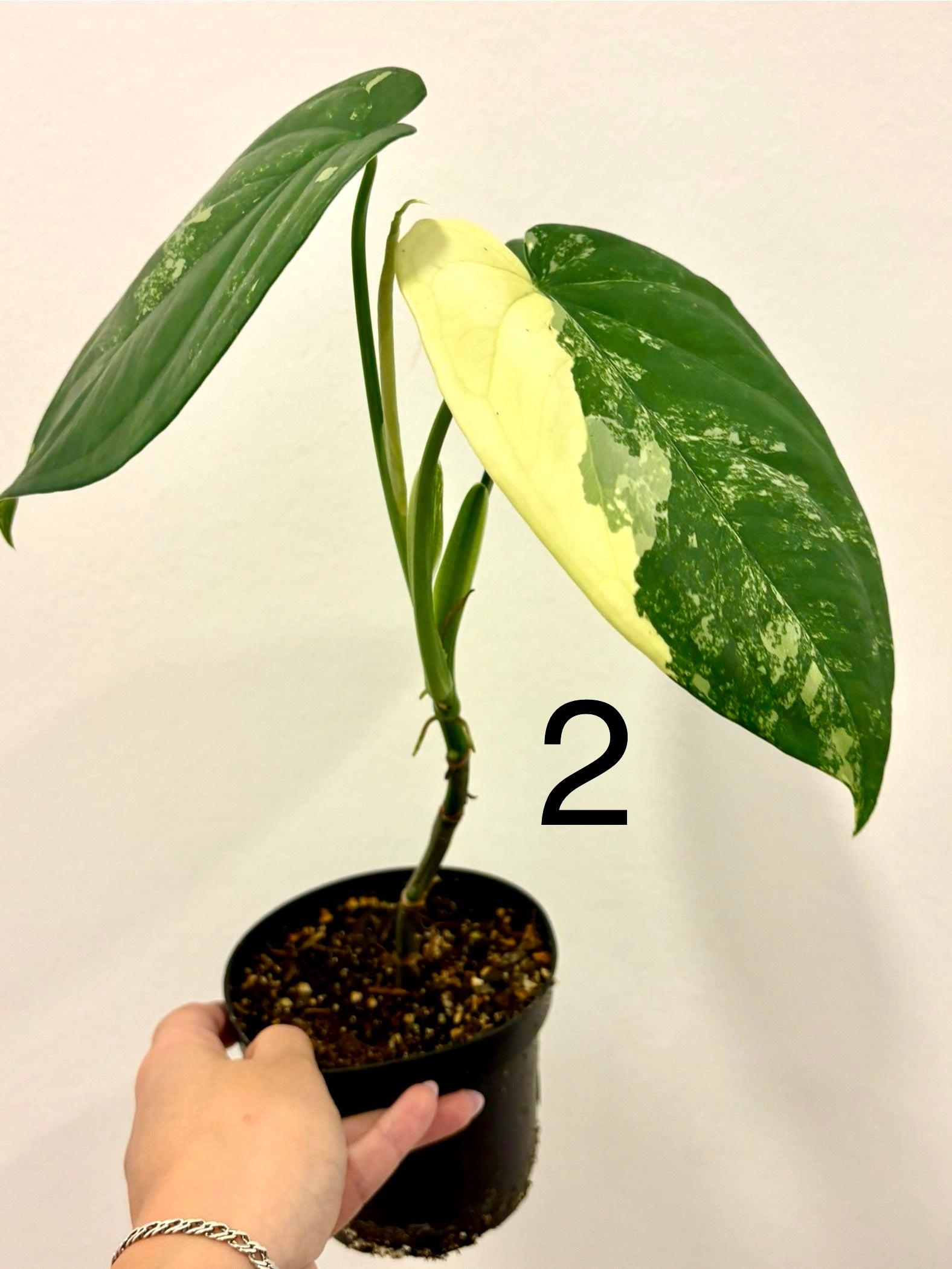 Syngonium Chiapense Variegata Pflanze von Exotic-Flowers mit grünen und weißen variegierten Blättern