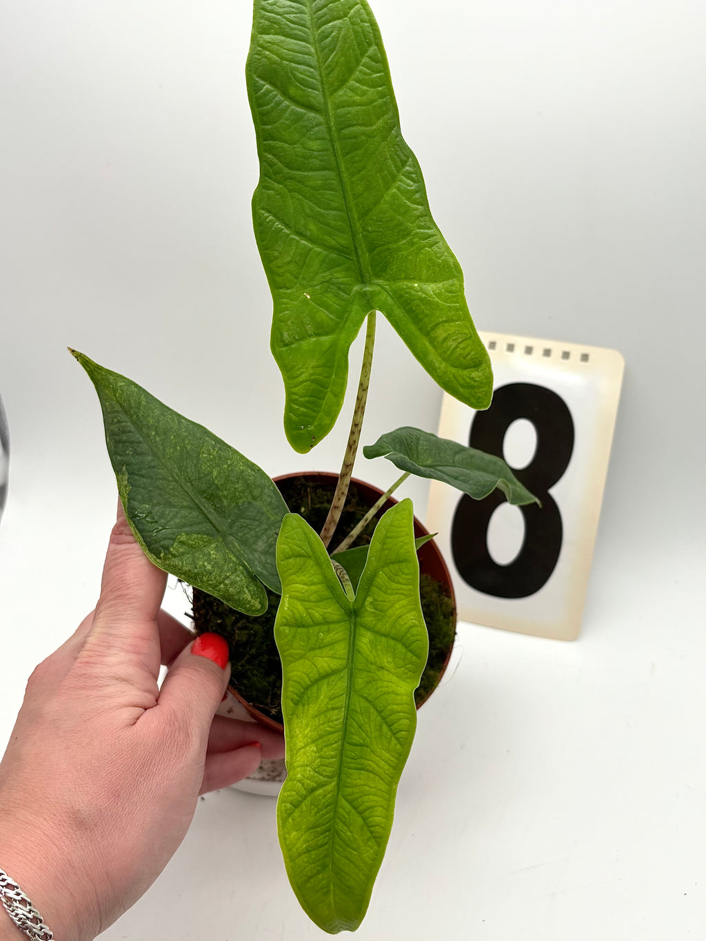 Alocasia Carpet sp Sulawesi Variegata