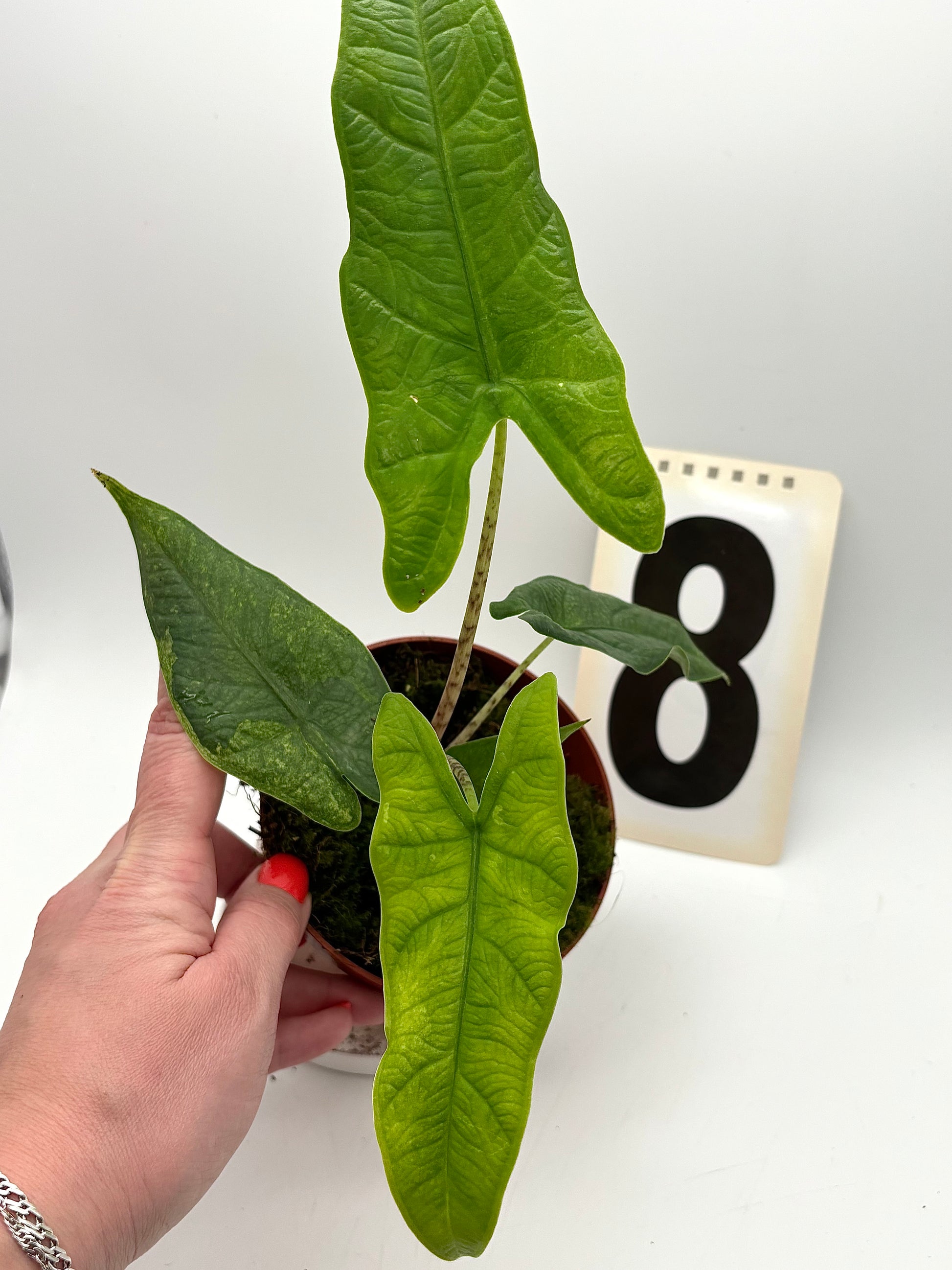 Alocasia Carpet sp Sulawesi Variegata