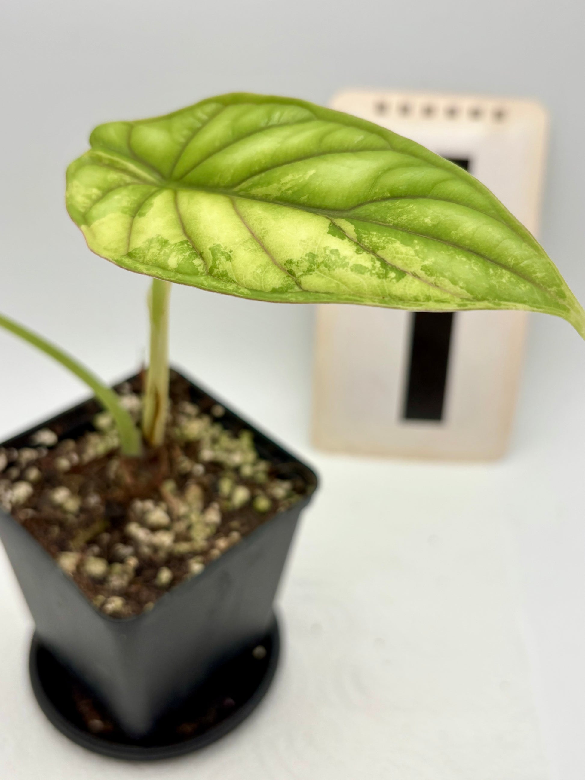 Alocasia Dragon Scale Variegata