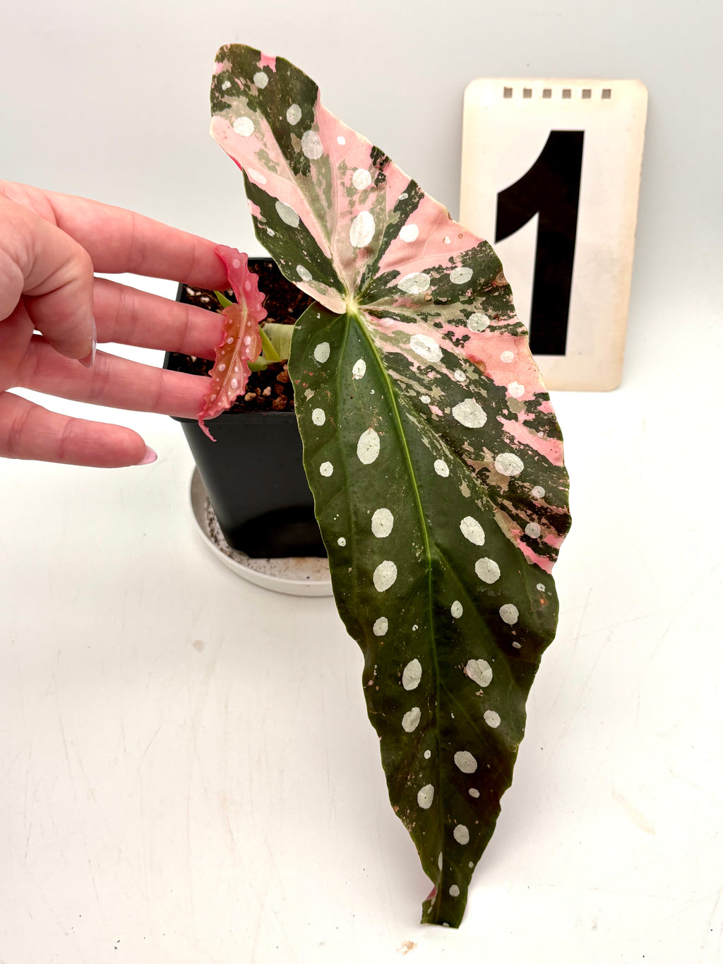 Begonia Maculata Pink Variegata