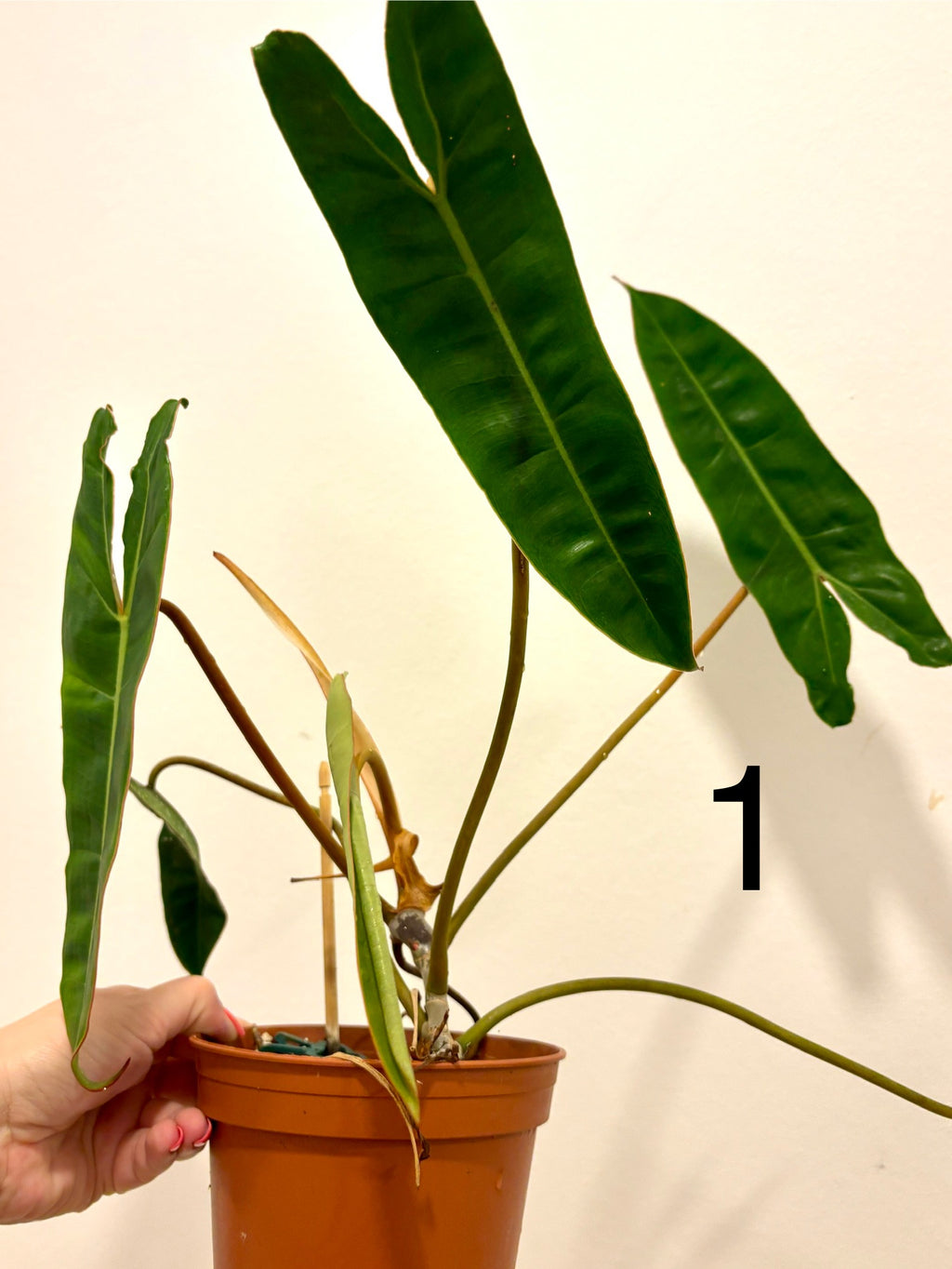 Philodendron Billietiae