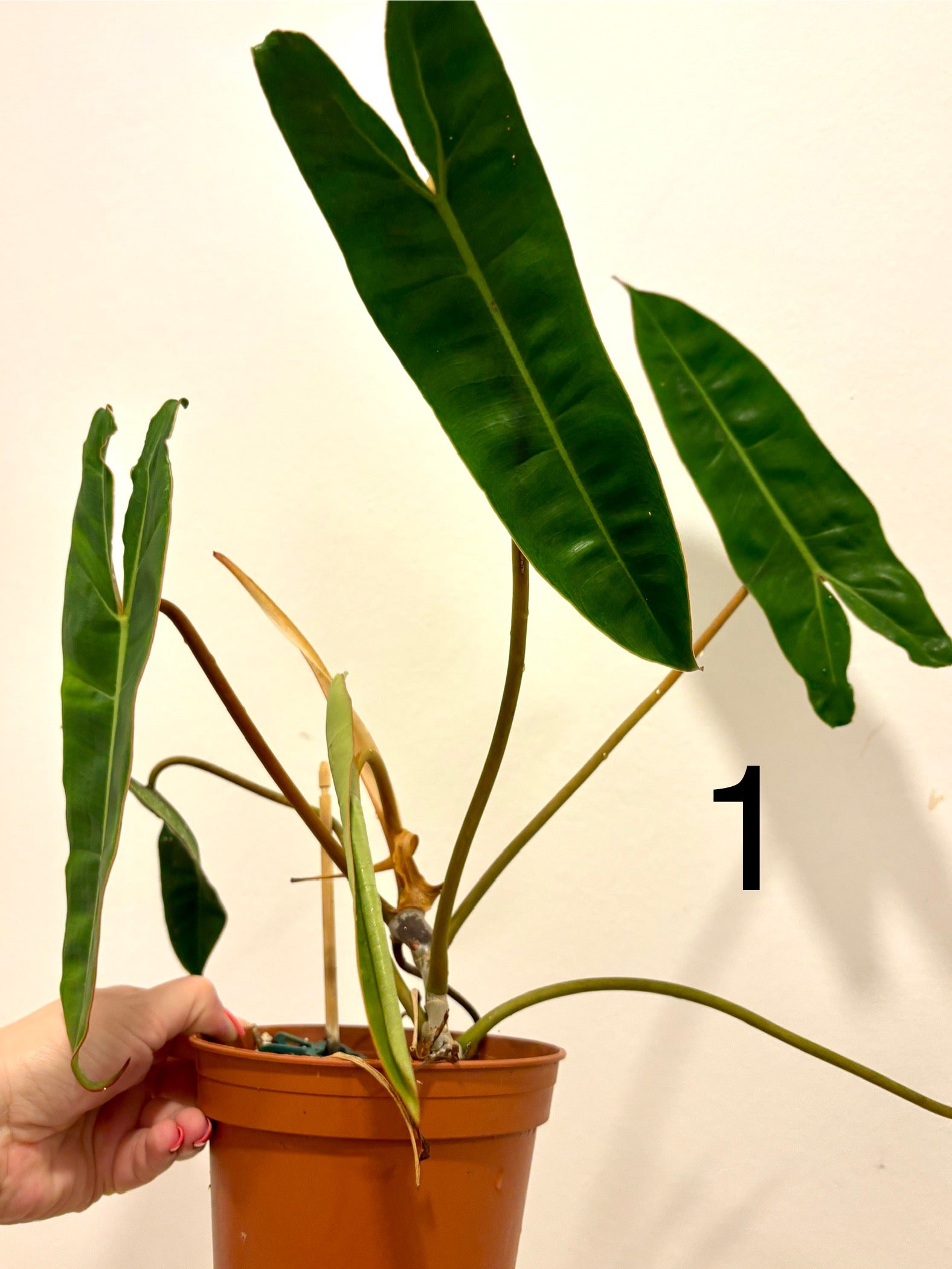 Philodendron Billietiae