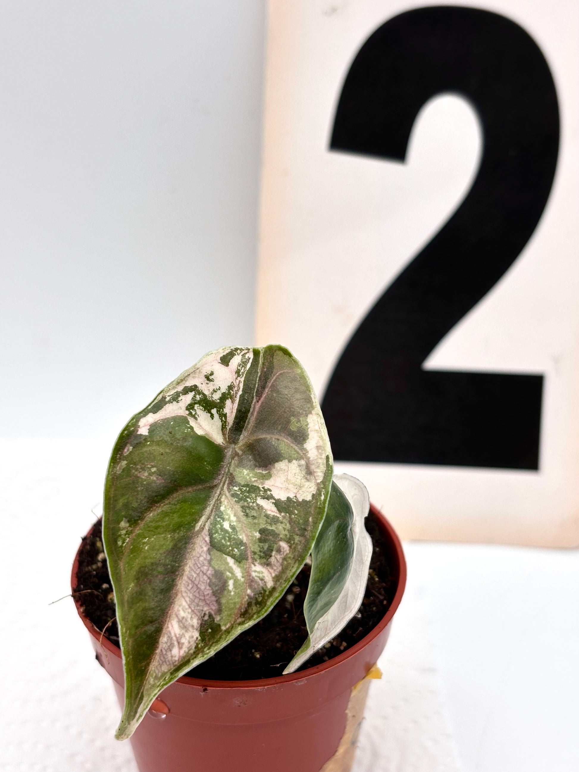 Alocasia Azlanii Variegata