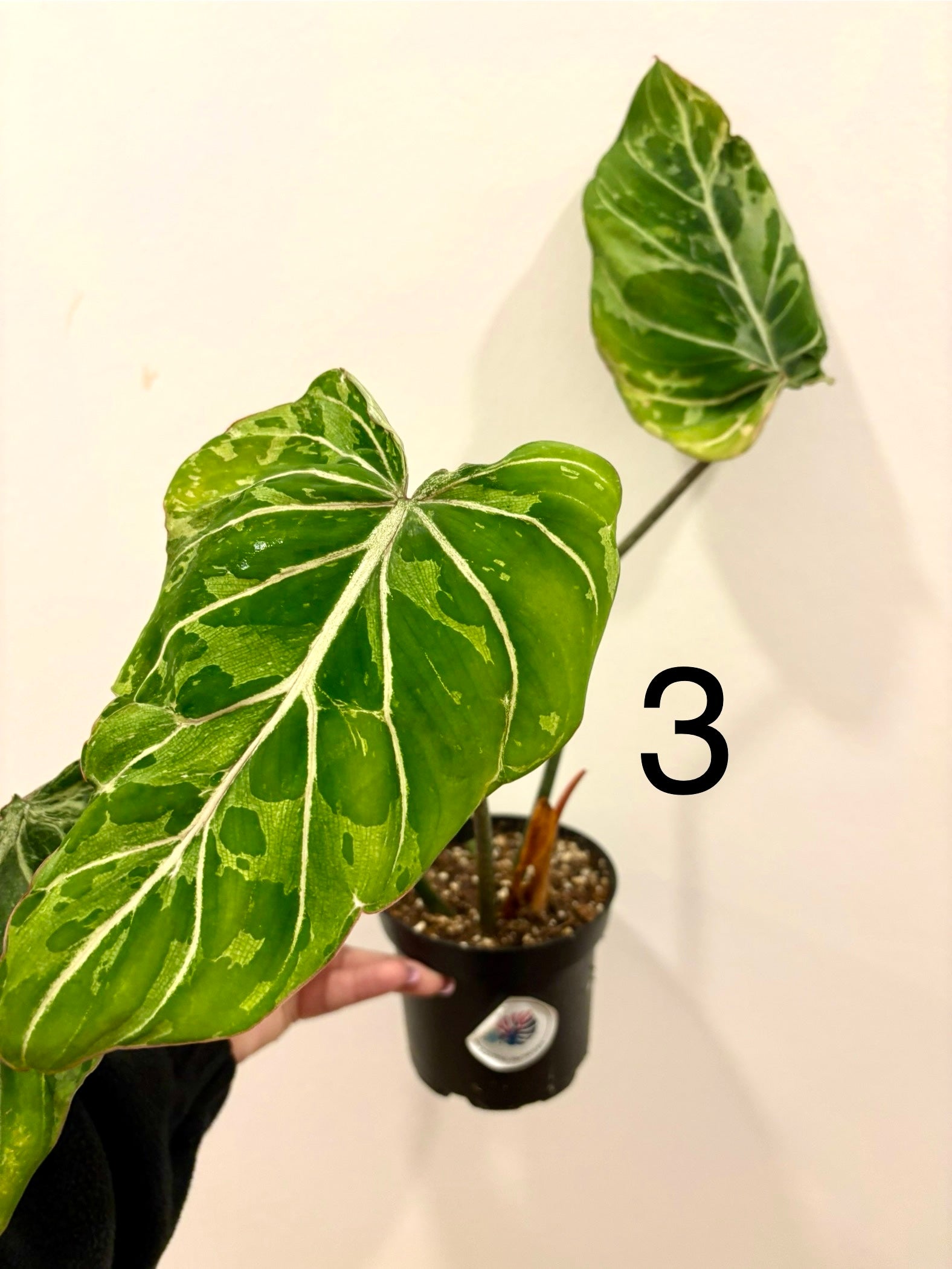 Philodendron Gloriosum Variegata / Snow Leopard