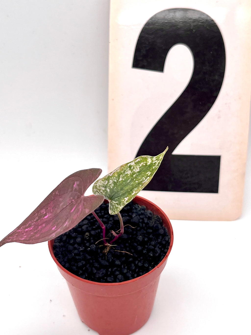 Dioscorea Pixel