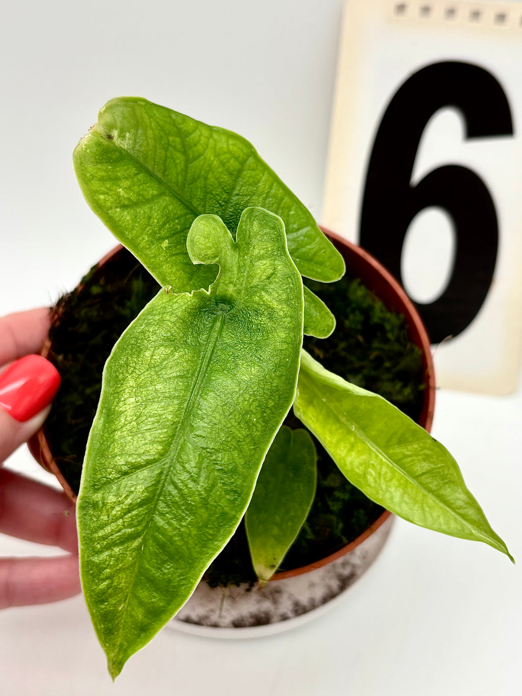 Alocasia Carpet sp Sulawesi Variegata