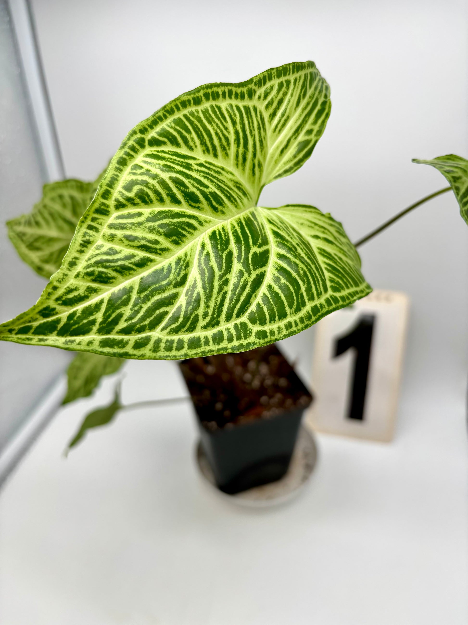 Syngonium Batik / Golden Venation