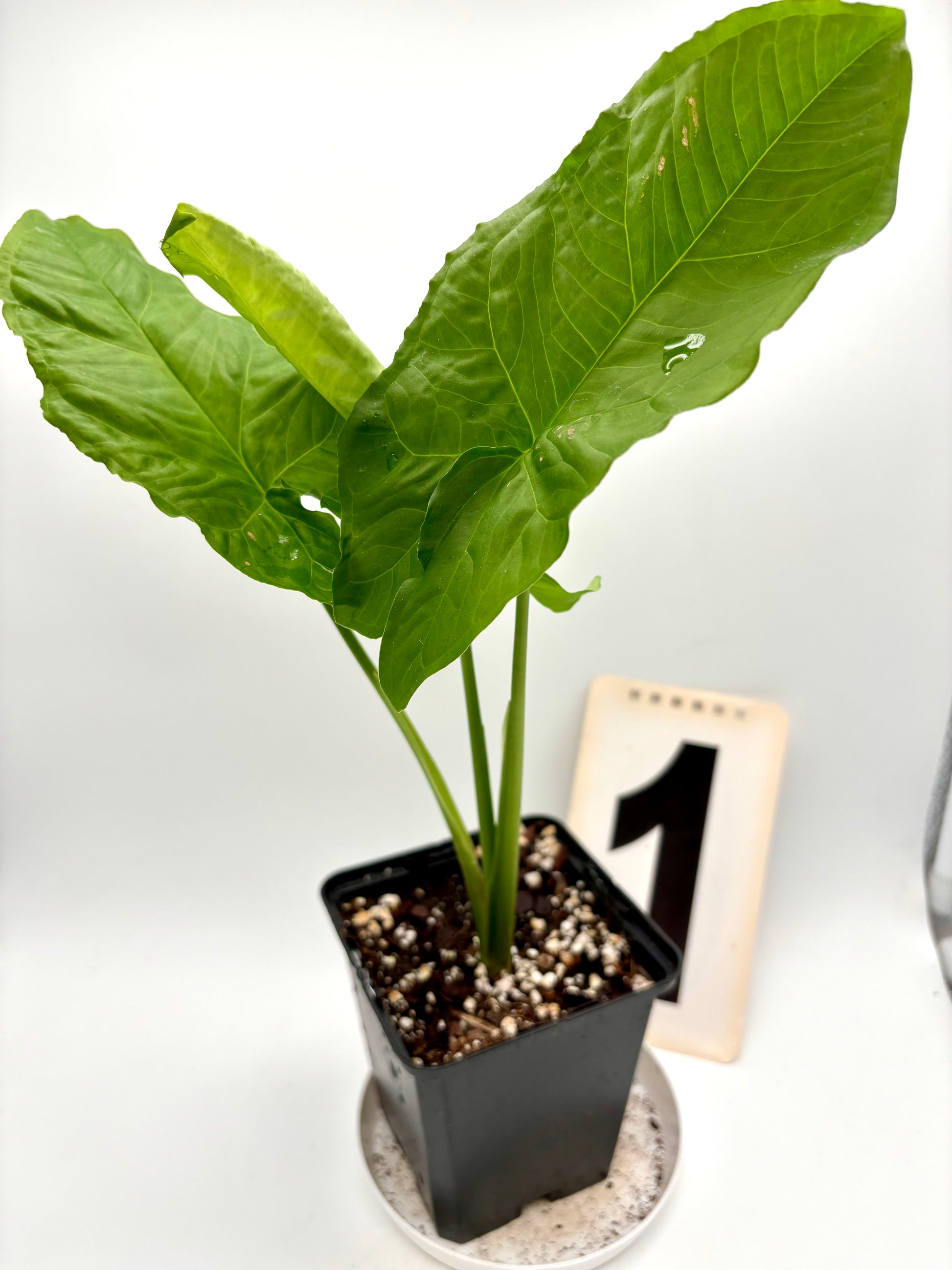 Syngonium Steyermarkii
