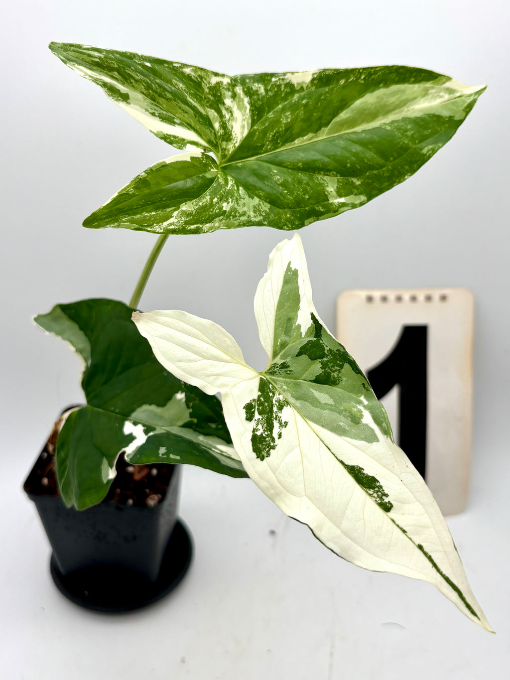 Syngonium Albo Variegata