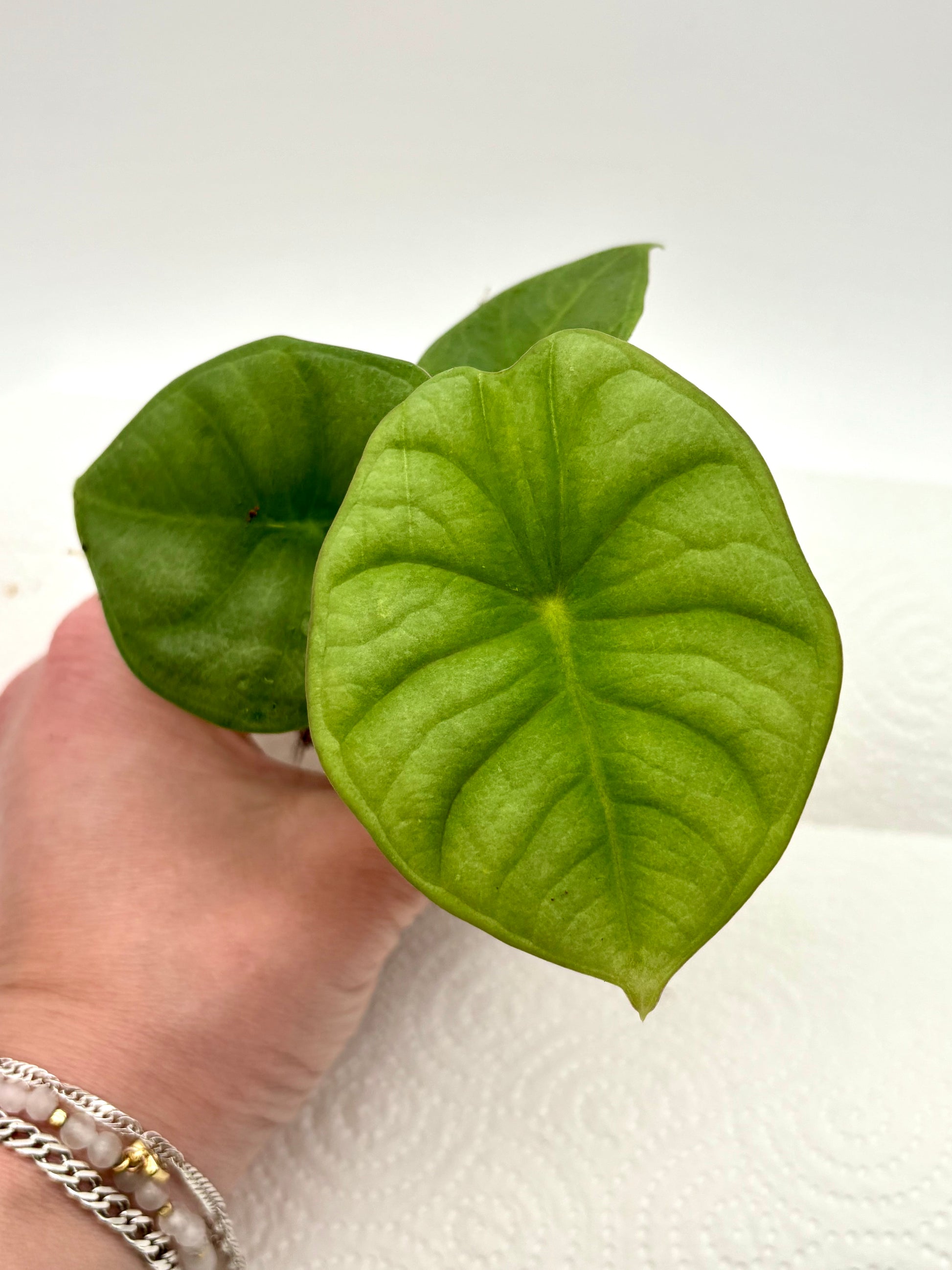 Große Alocasia Nebula Pflanze von Exotic-Flowers mit auffälligen, gestreiften Blättern in grün und Silber.