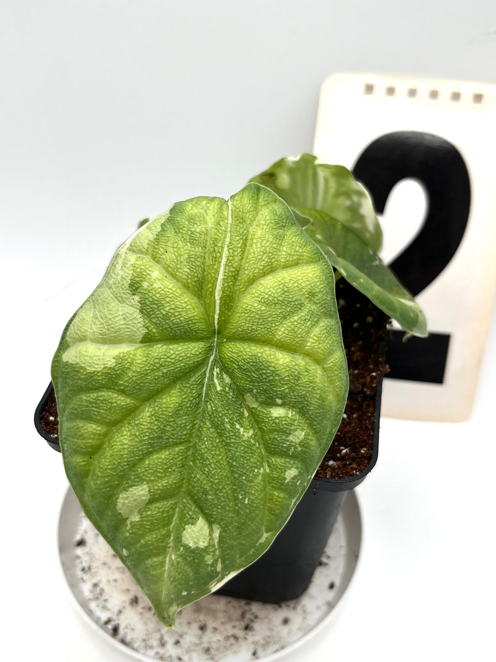 Alocasia Melo Albo Variegata