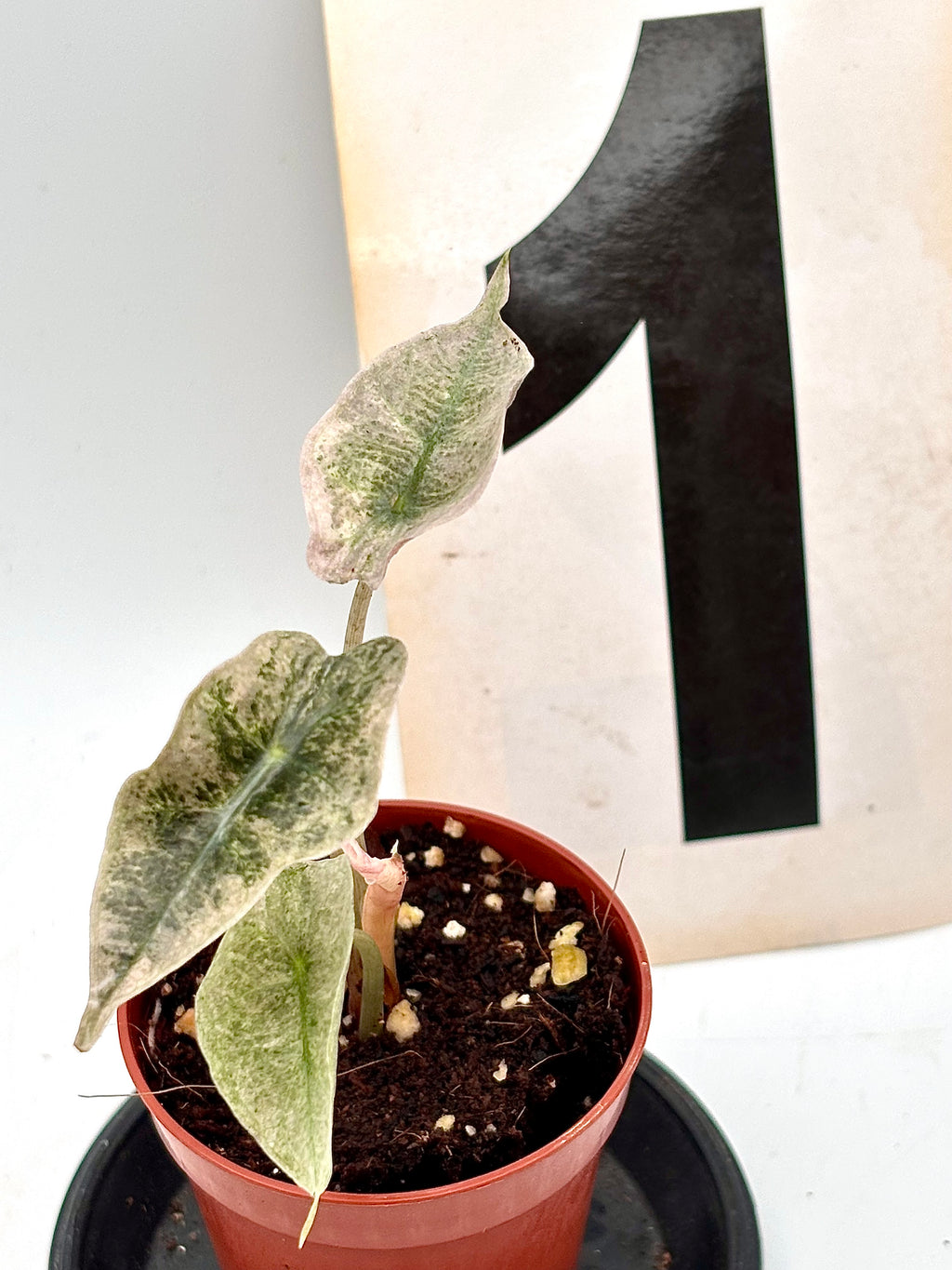 Alocasia Polly Pink Mutation
