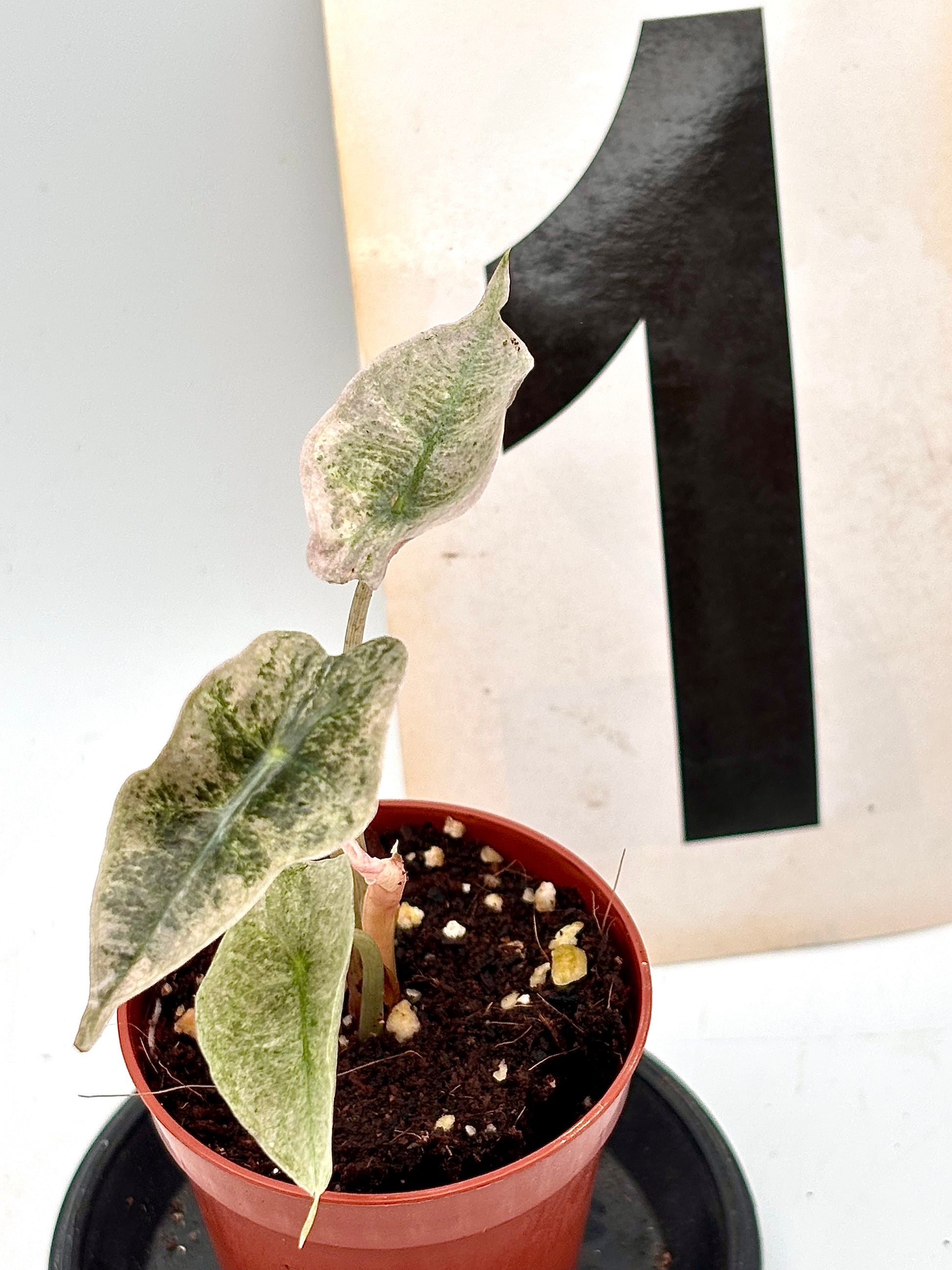 Alocasia Polly Pink Mutation