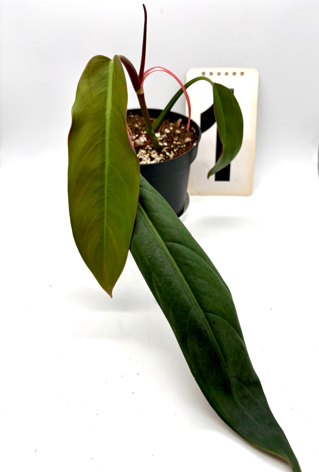Philodendron Bicolor