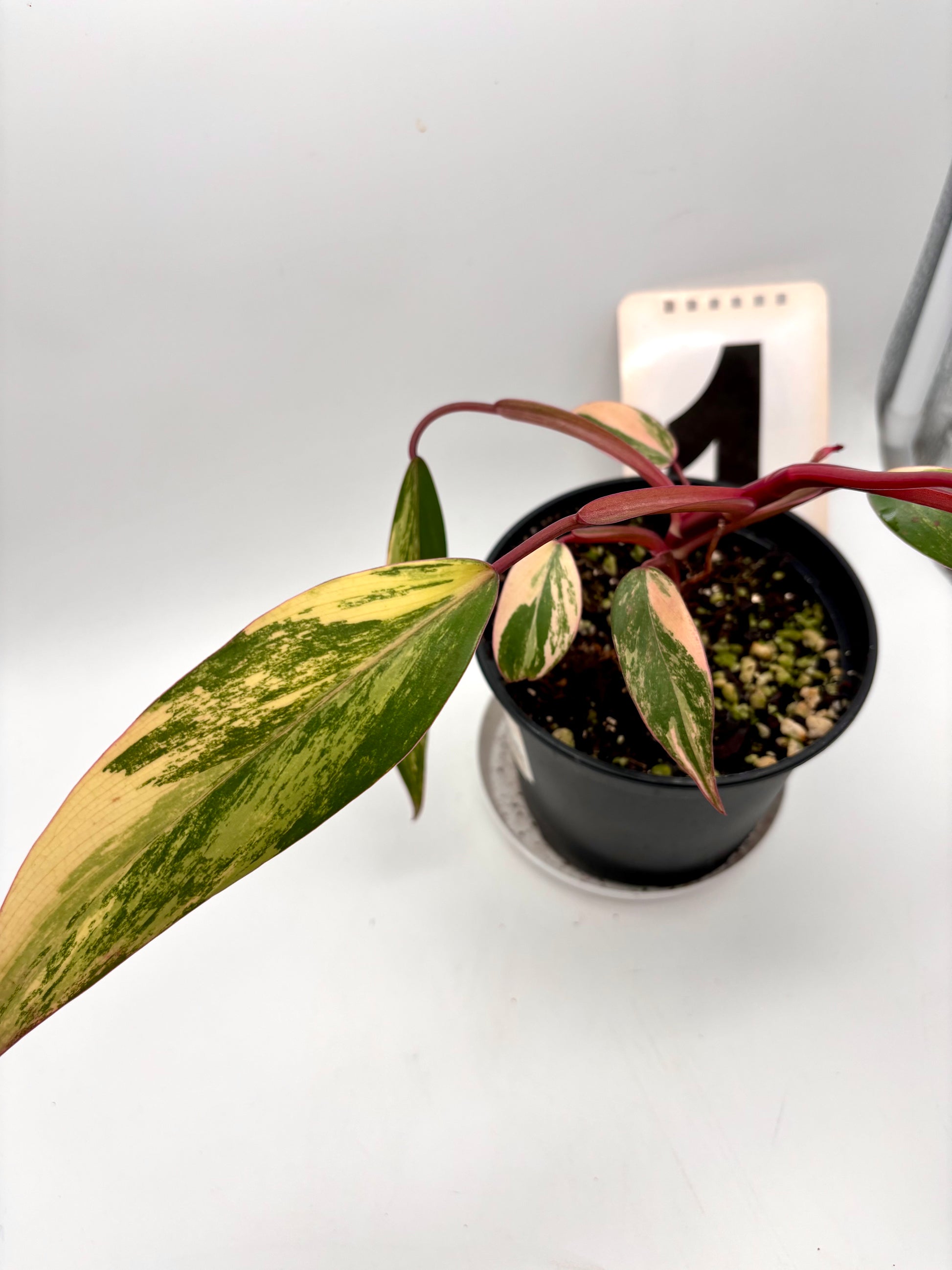 Philodendron Strawberry Shake