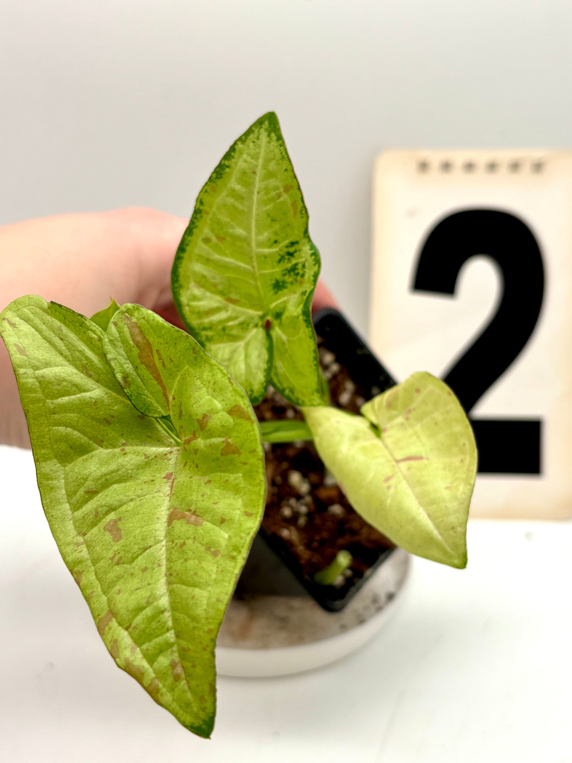Syngonium Confetti Tricolor