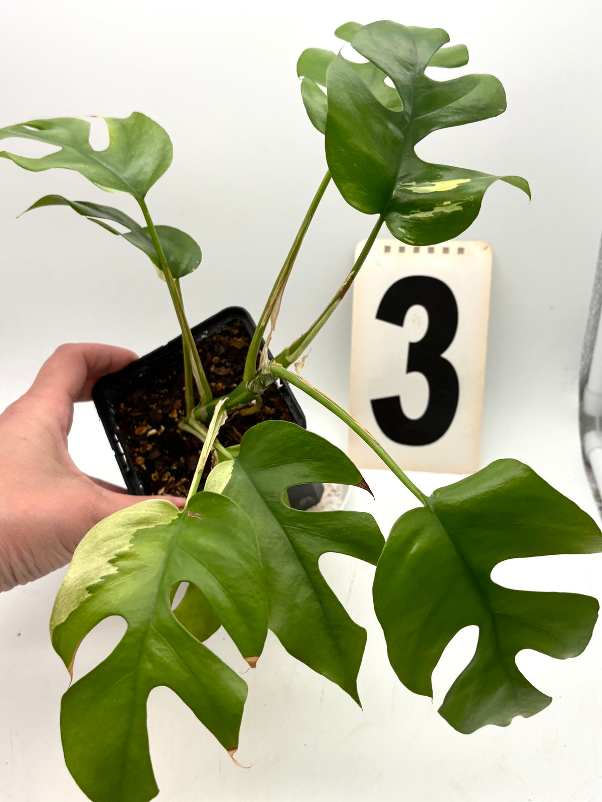 Rhaphidophora Tetrasperma Albo Variegata, Monstera Minima, mit grünen und weißen variierten Blättern, im Top auf einer Holzoberfläche.