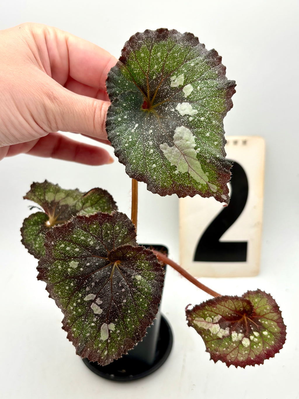 Begonia Speckled