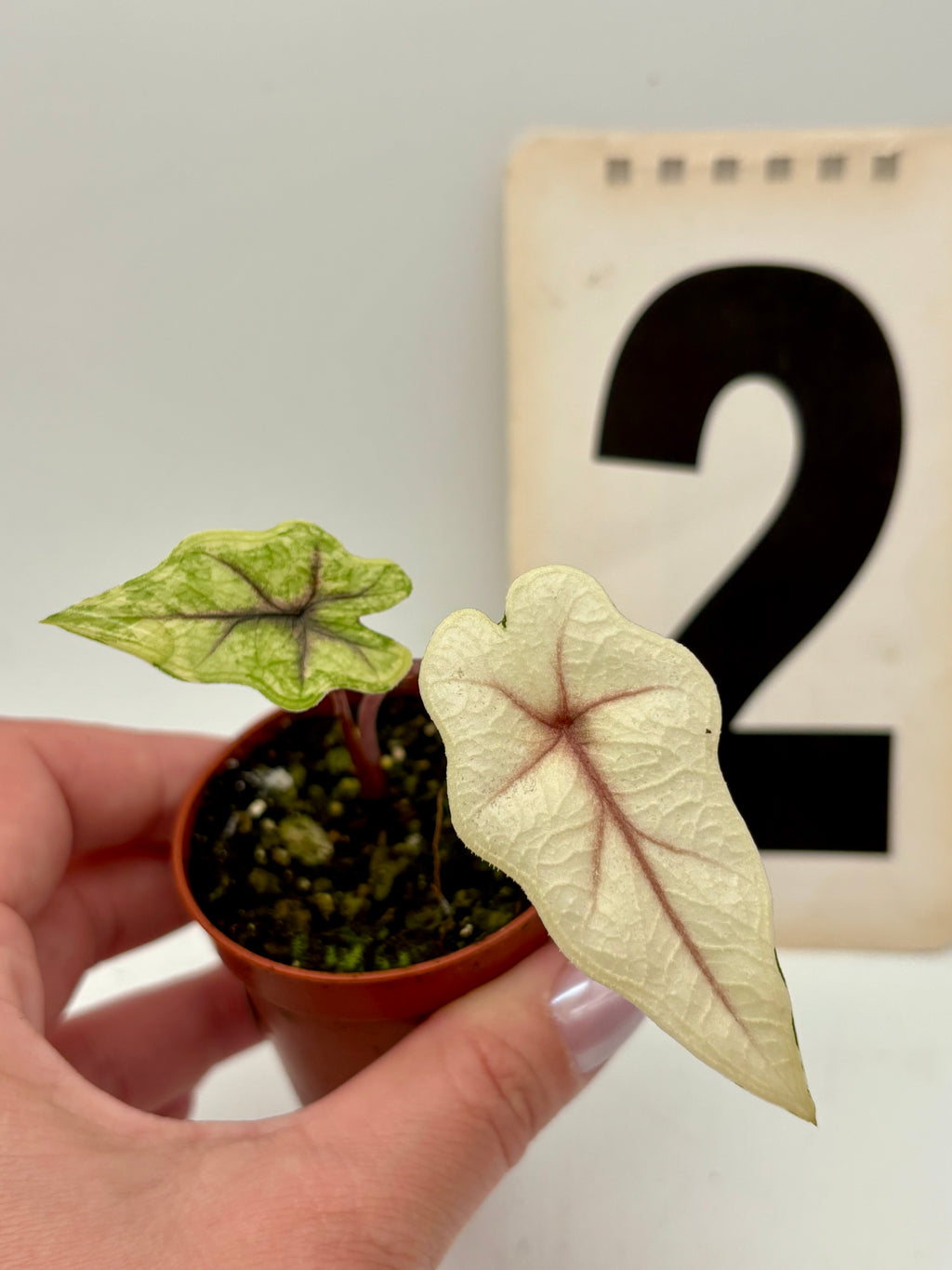 Variegierte Alocasia Jacklyn Pflanze von Exotic-Flowers mit großen, grünen und weißen Blättern, Zimmerpflanze für dekoratives Ambiente