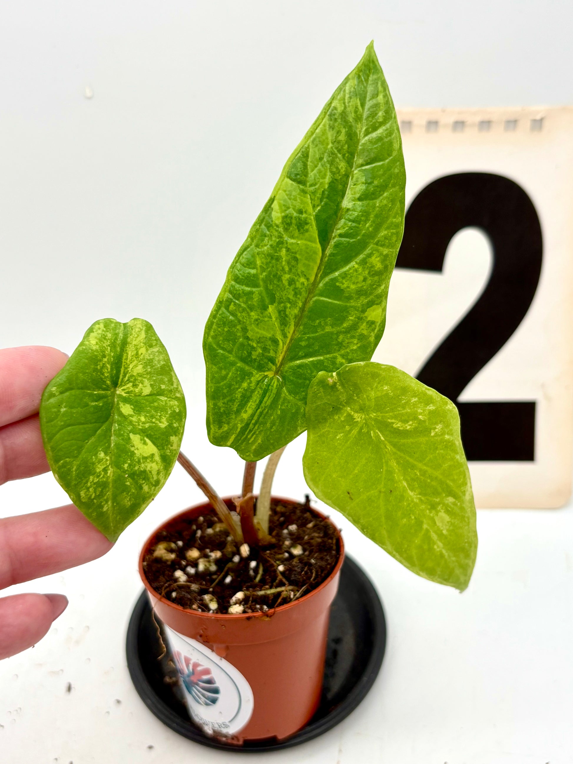 Alocasia Scalprum Variegata