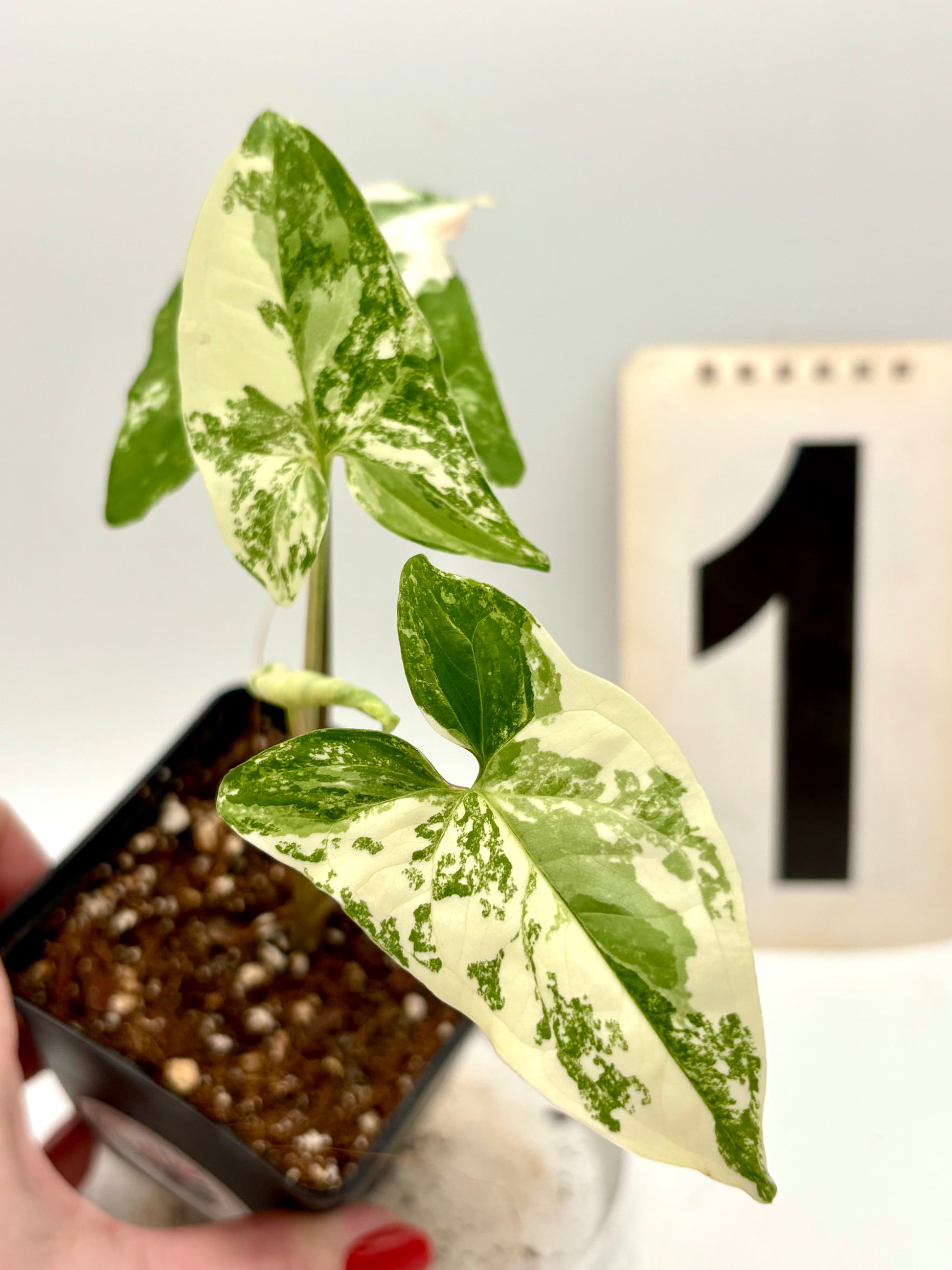 Syngonium Albo Variegata - Exotic-Flowers