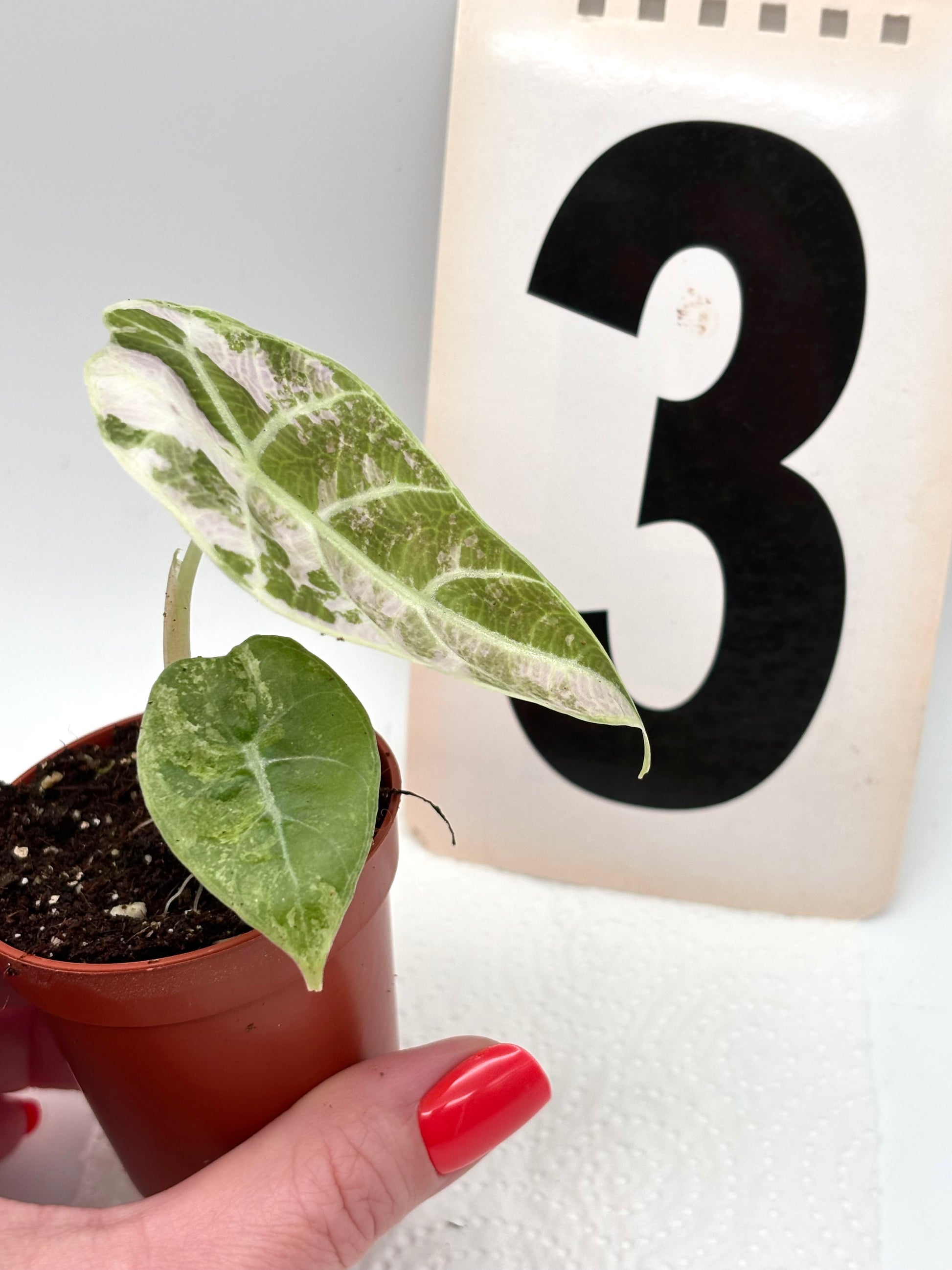 Alocasia Watsoniana Doff Variegata