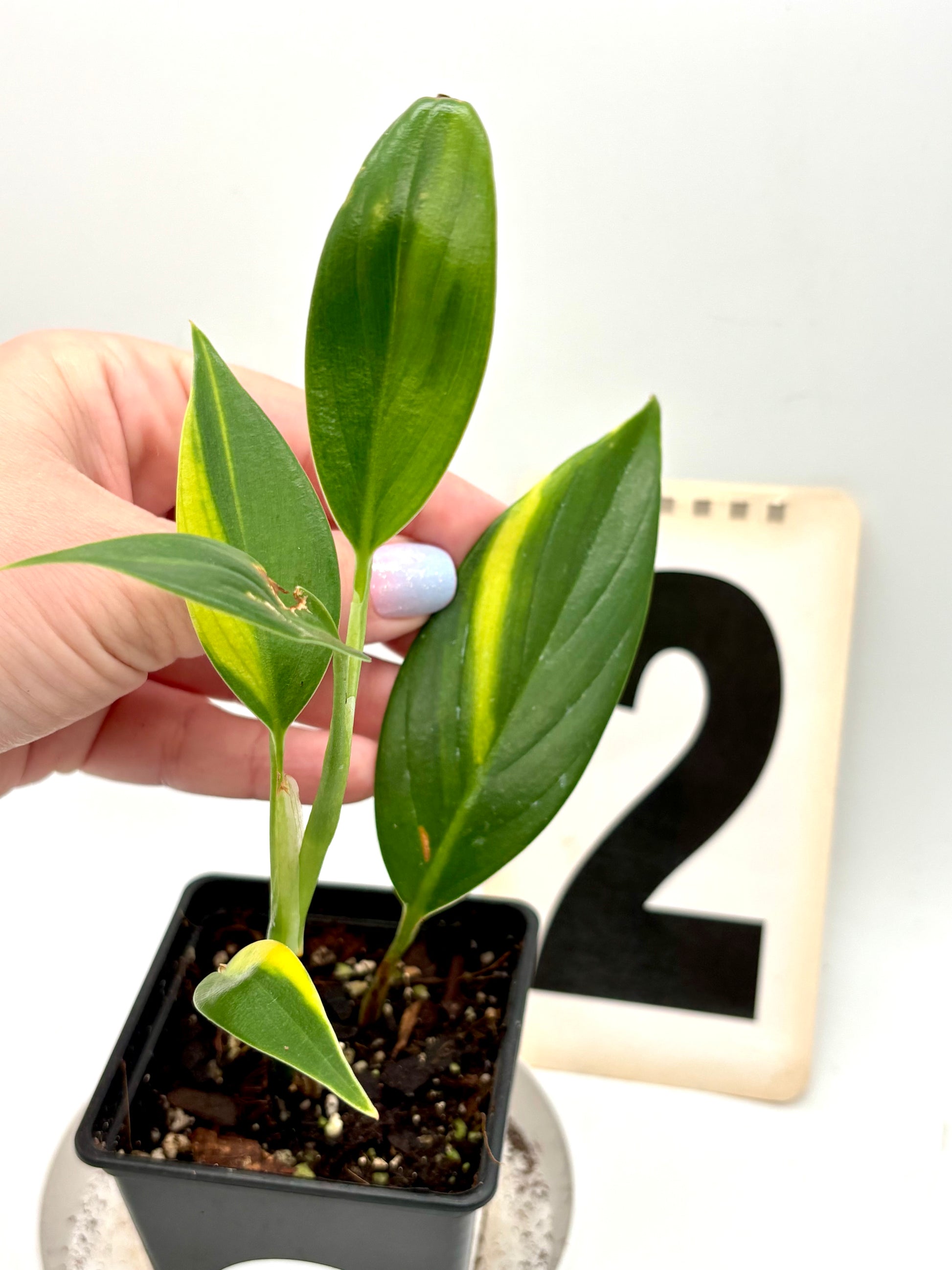 Scindapsus Coriaceus Variegata