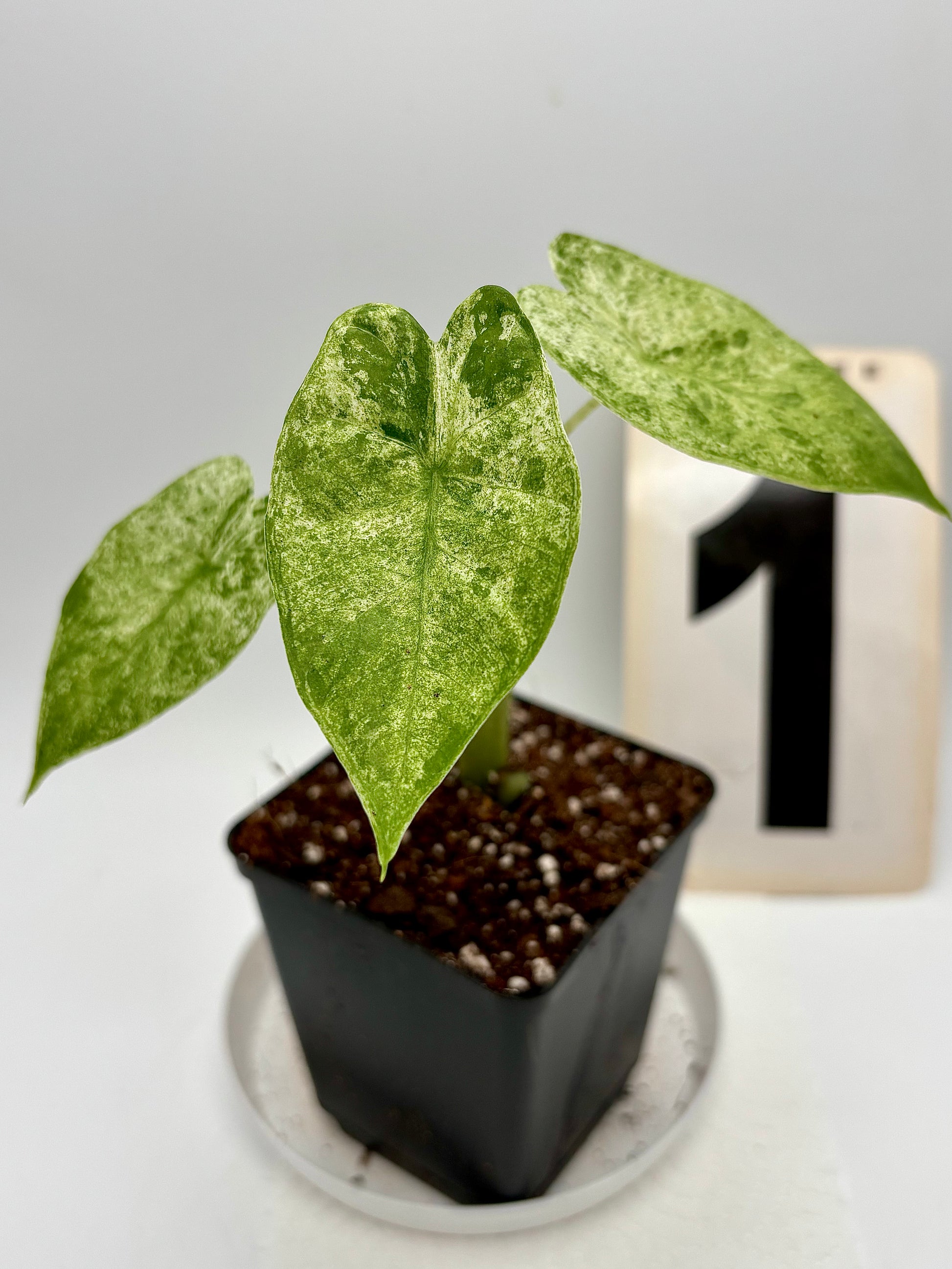 Alocasia Odora Batik