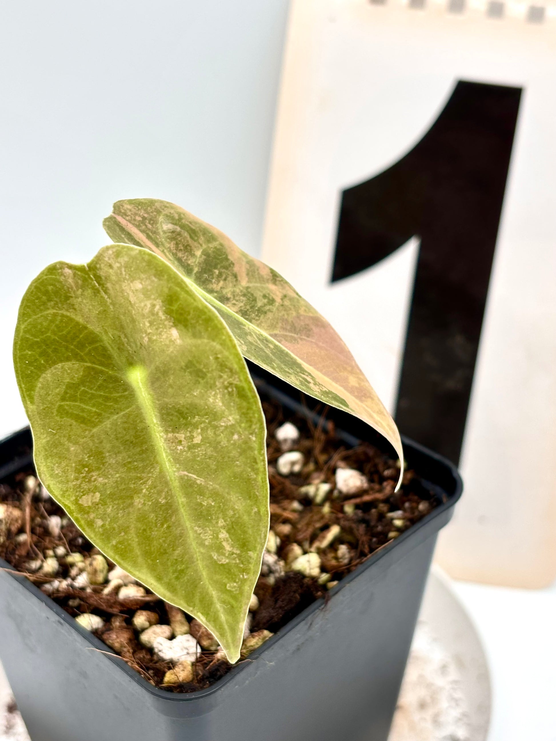 Alocasia Sedenii Aurea Variegata