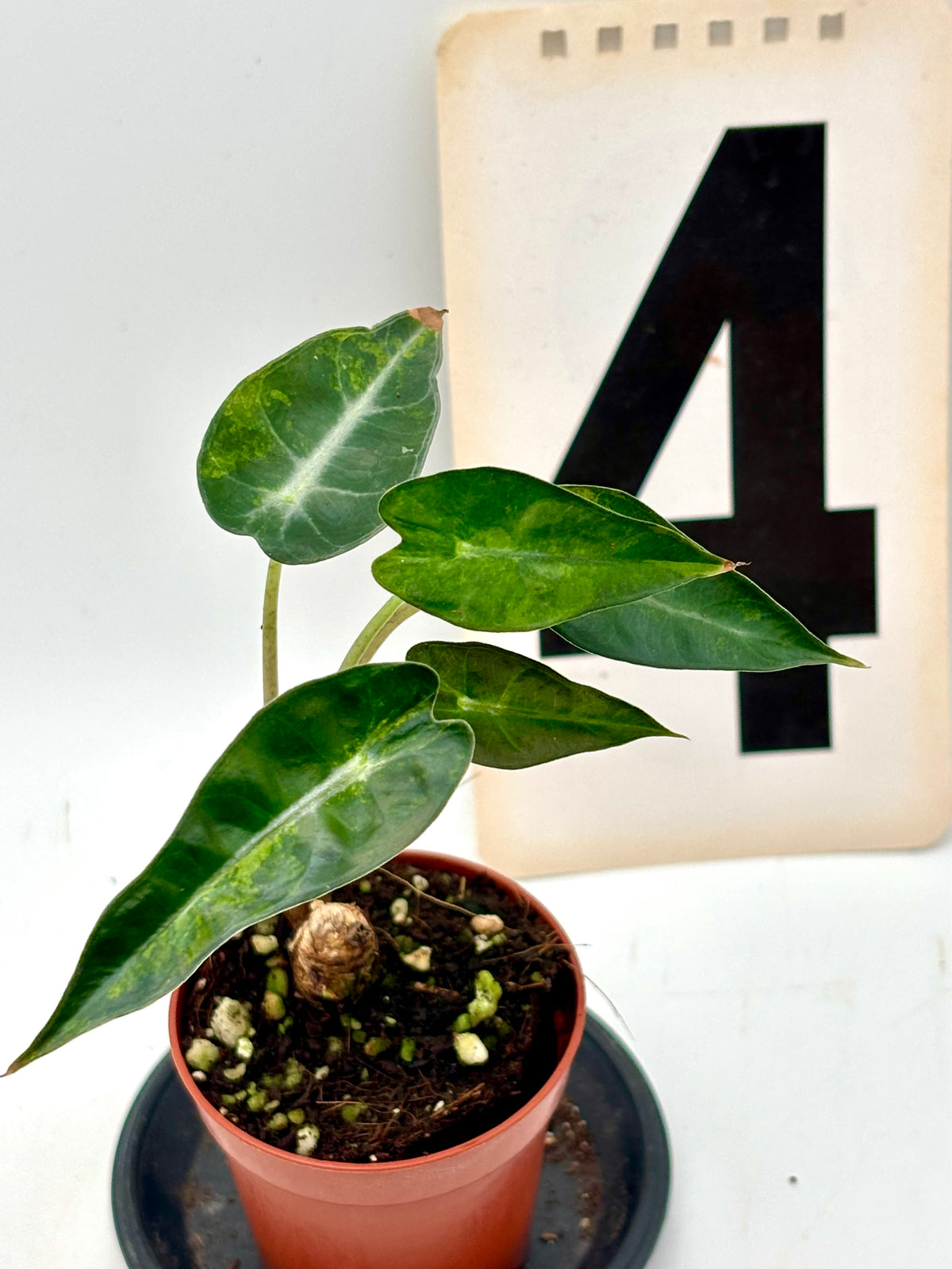 Alocasia Bambino Aurea Variegata