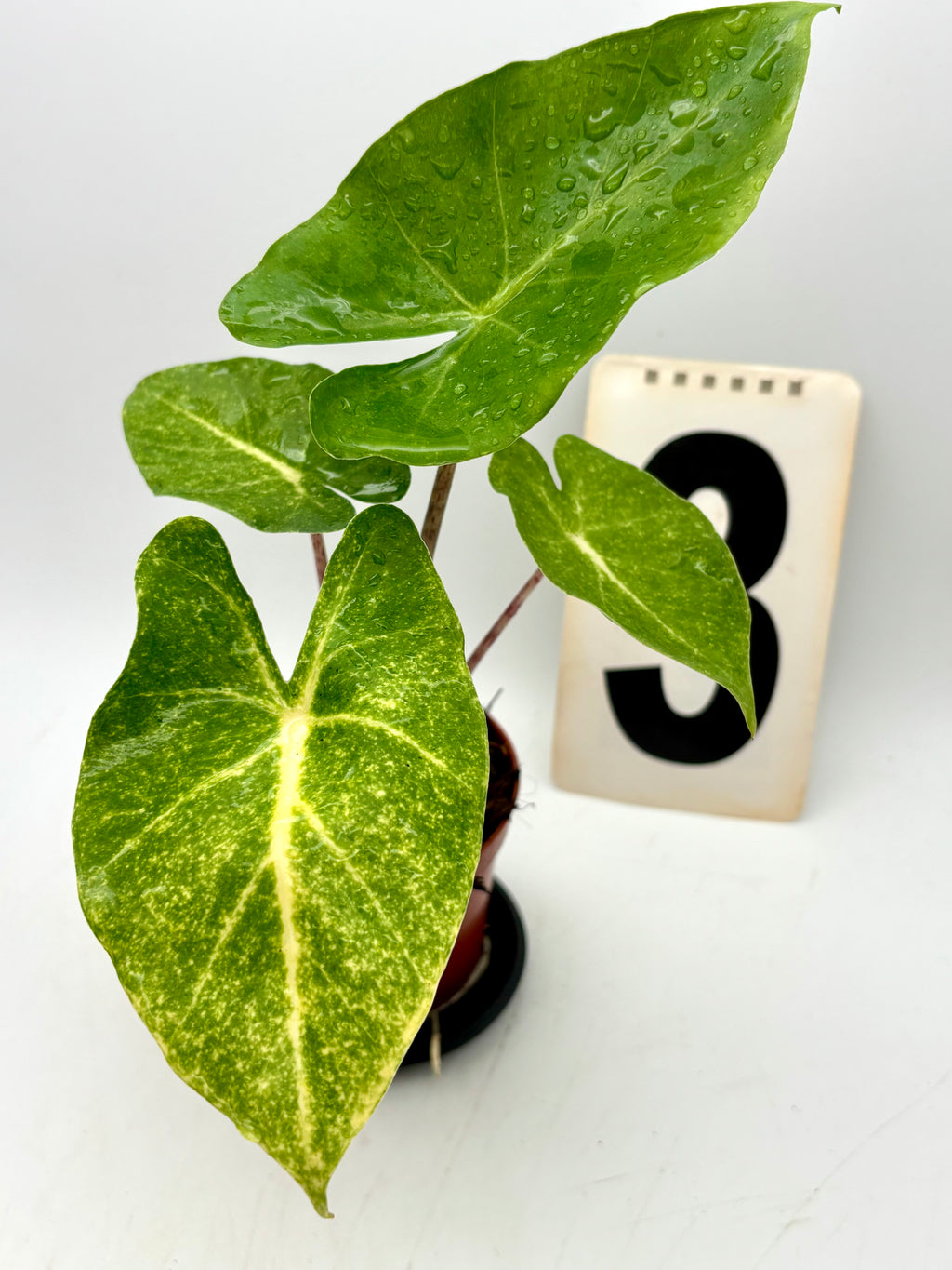 Alocasia New Guinea Gold Pflanze mit großen, goldgelben Blättern und grünem Stiel, von Exotic-Flowers.