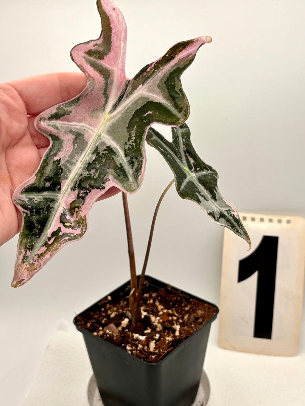 Alocasia Nobilis Variegata - Exotic-Flowers