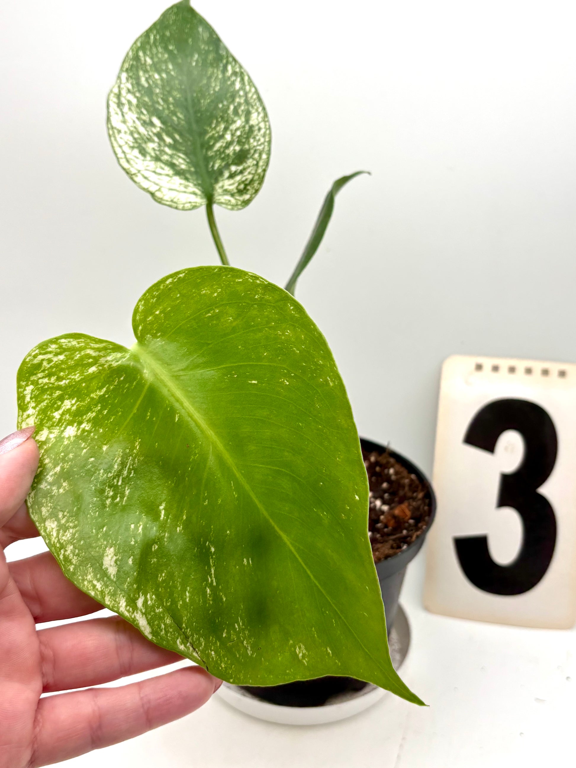 Monstera Devil Monster Variegata