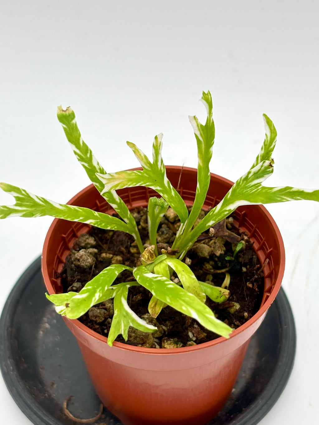 Asplenium Australasicum Variegata