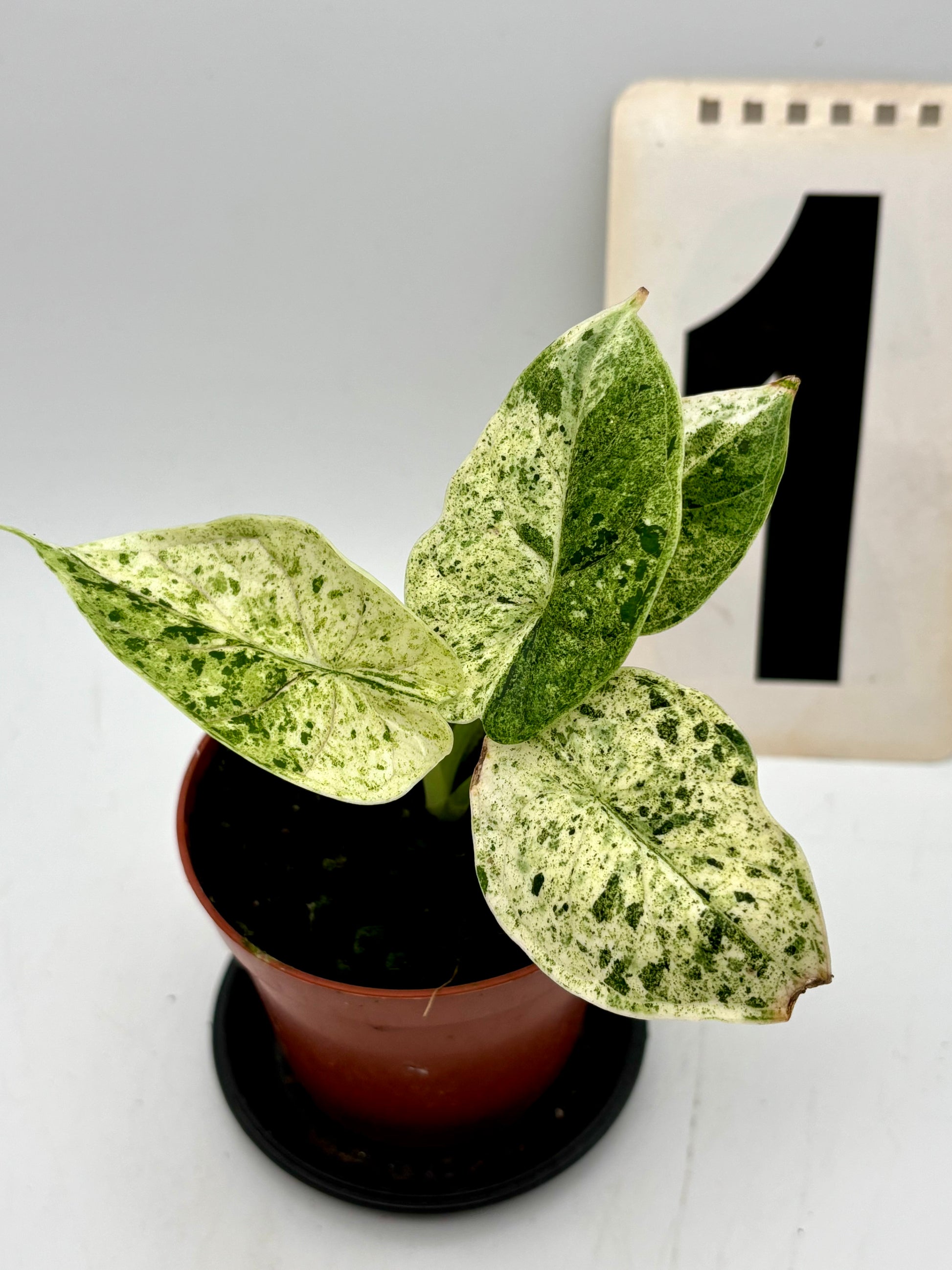 Alocasia Dragon Scale Mint Pflanze mit auffälligen, gemusterten Blättern, exotisch und dekorativ, von Exotic-Flowers.