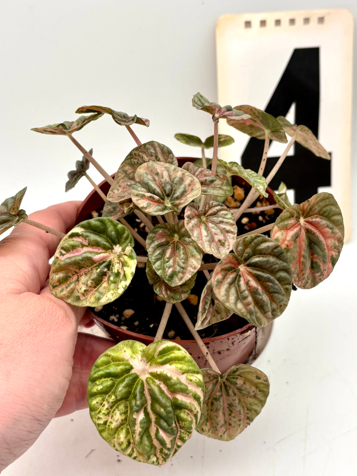 Peperomia Caperata Variegata Pflanze von Exotic-Flowers, grün-weiße Blätter, Topf auf einer weißen Oberfläche.