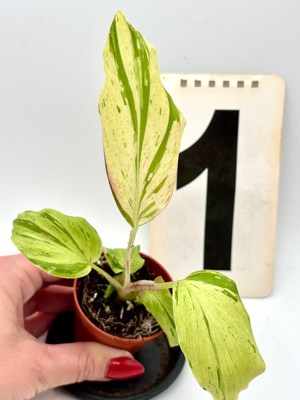 Kaempferia Pulchra Aurea Pink Variegata