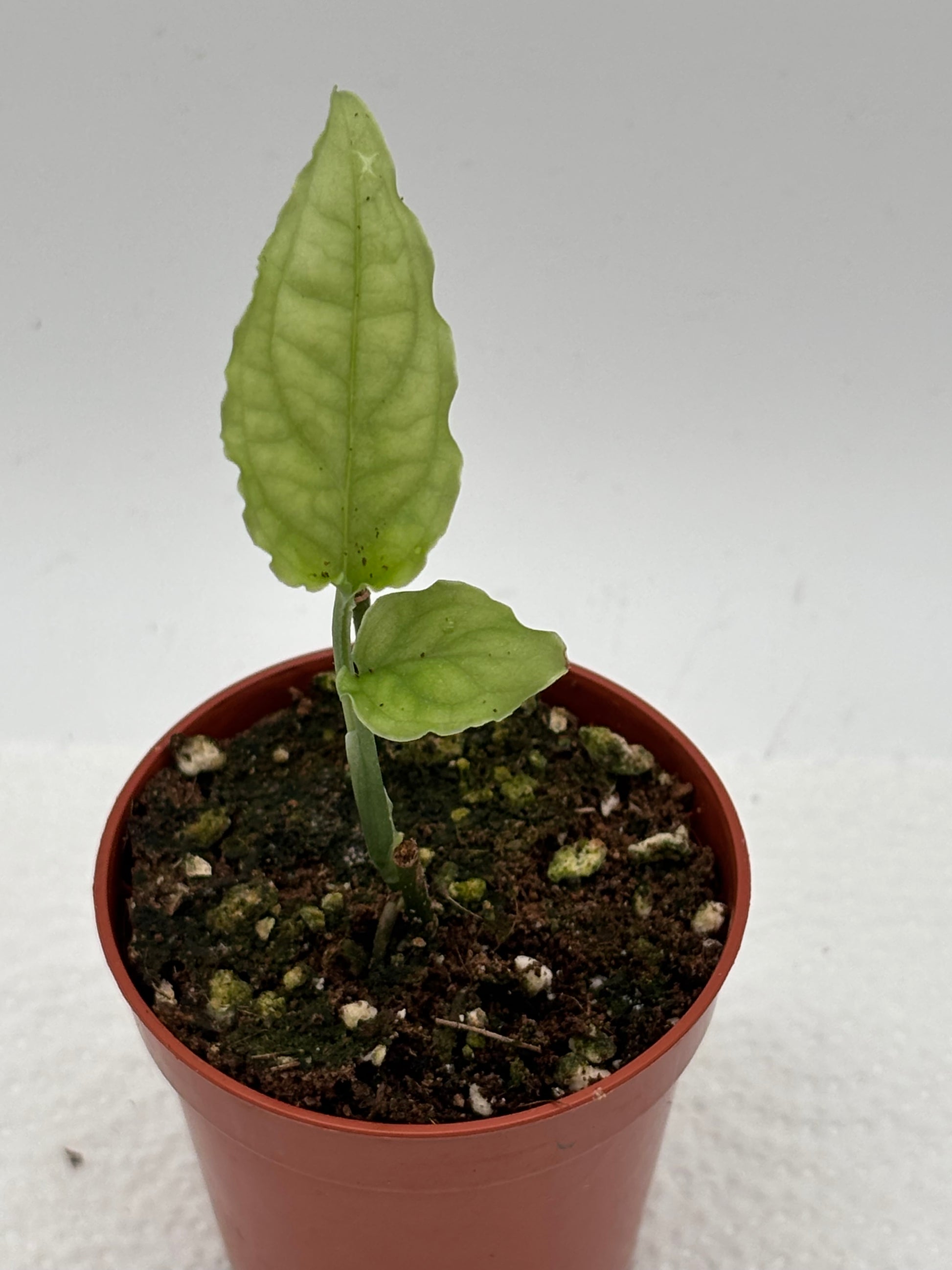 Exotische Monstera Obliqua Peru Pflanze mit großen, gefiederten Blättern, als Zimmerpflanze in einem Topf.