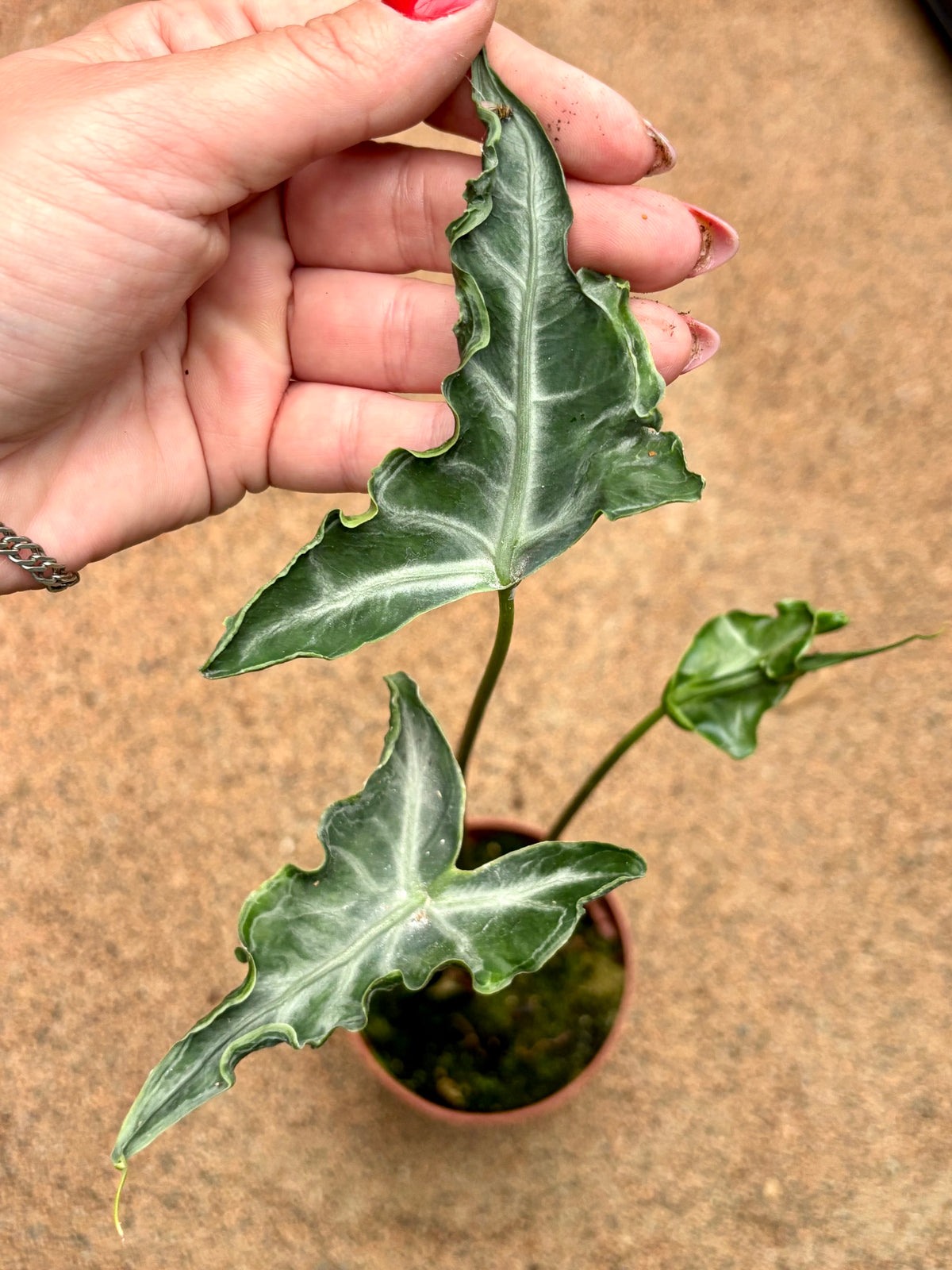 Alocasia Teletubbies Pflanze von Exotic-Flowers mit großen grünen Blättern und auffälligen weißen Adern, im Top.