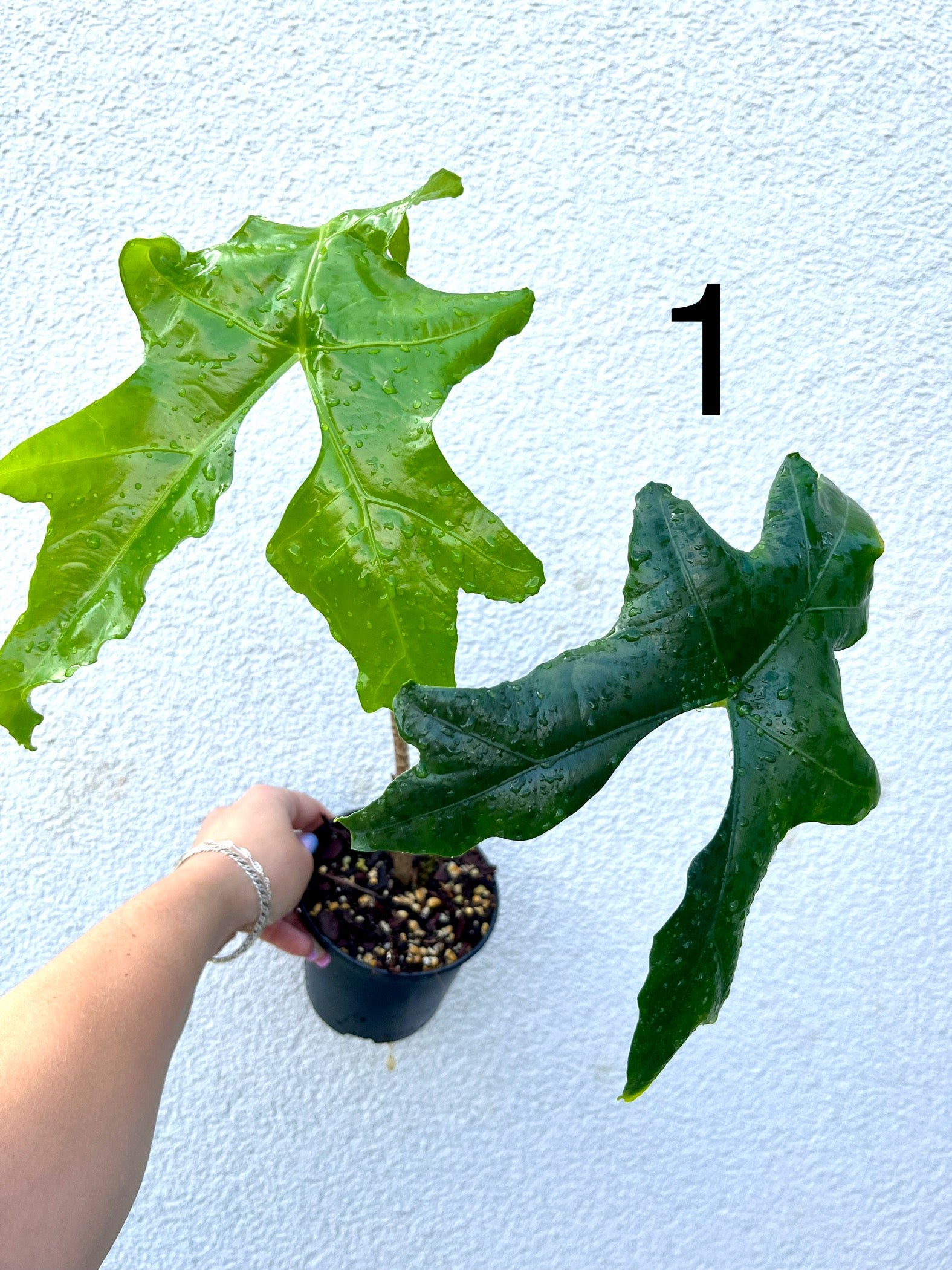 Alocasia Nycteris (Bat Wing)